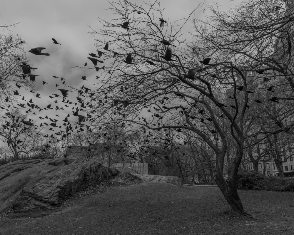 Nikon D810 + Nikon AF-S Nikkor 24mm F1.8G ED sample photo. Black birds, central park 2017 photography