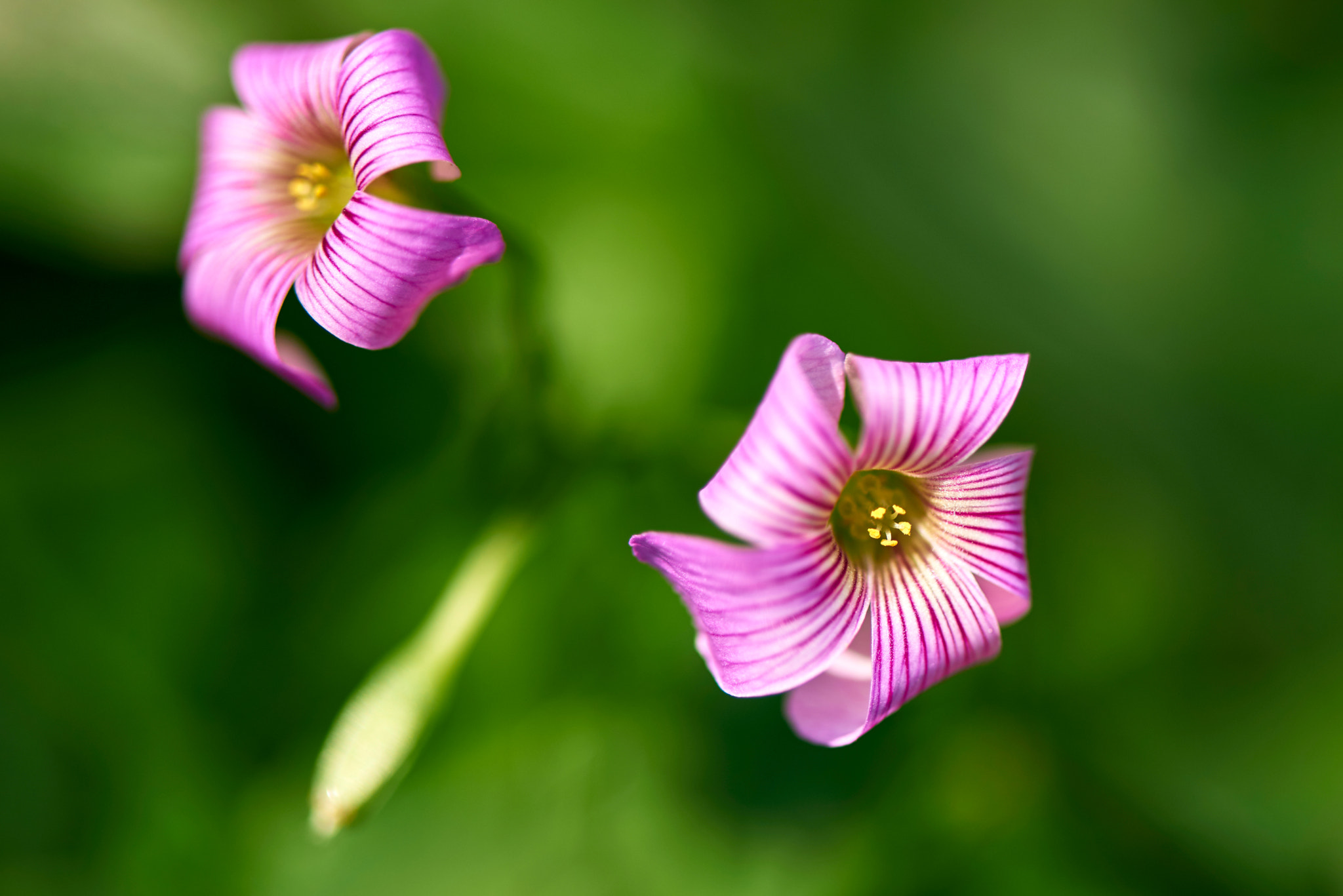 Nikon D810 sample photo. Pentalobe photography