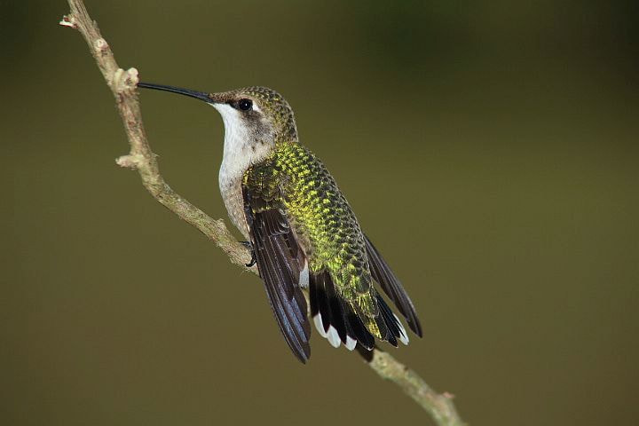 Canon EOS 700D (EOS Rebel T5i / EOS Kiss X7i) + Tamron AF 28-200mm F3.8-5.6 XR Di Aspherical (IF) Macro sample photo. Hummingbird photography