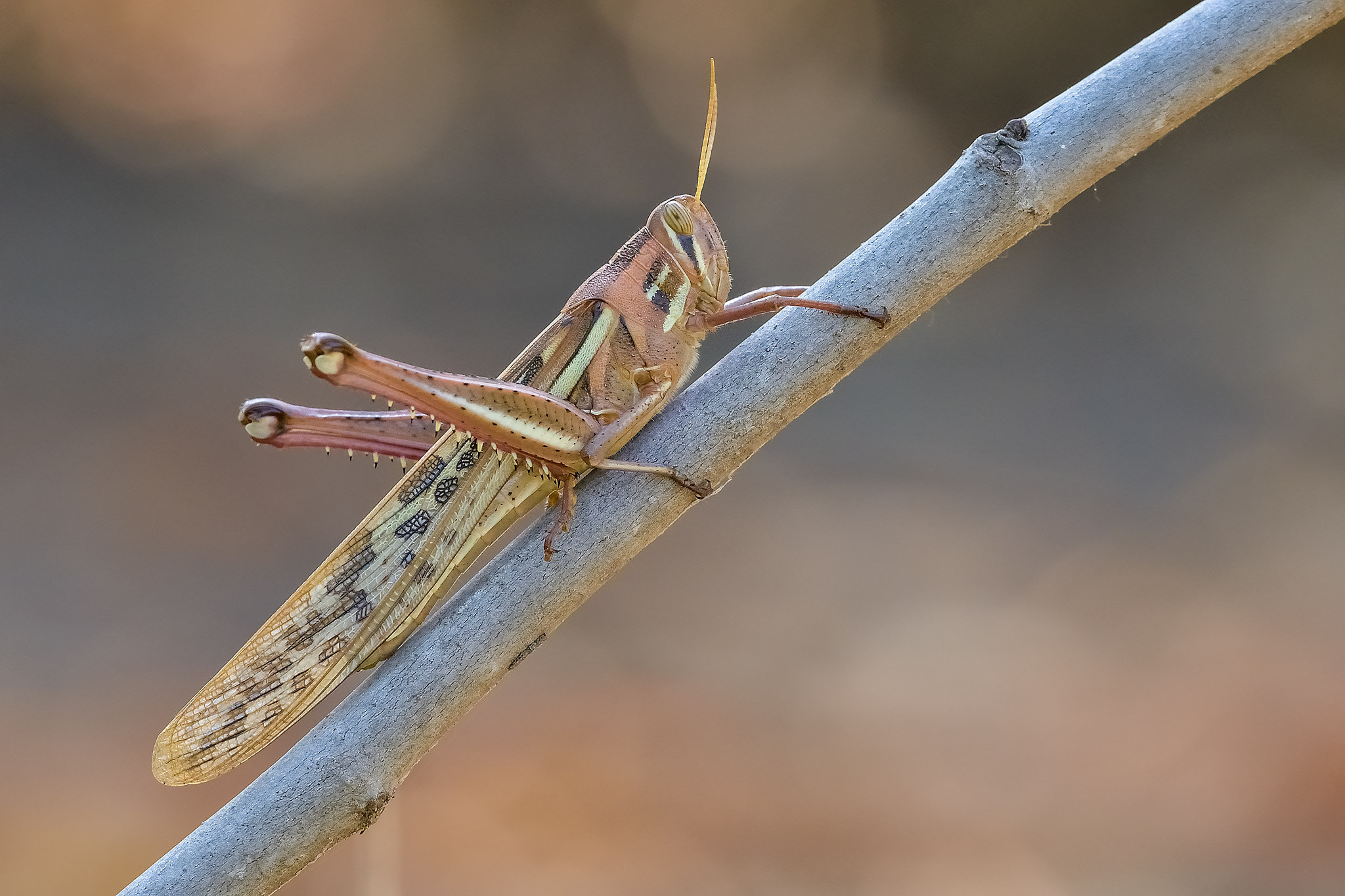 Nikon D800 + Nikon AF-S Nikkor 300mm F4D ED-IF sample photo. Langosta photography