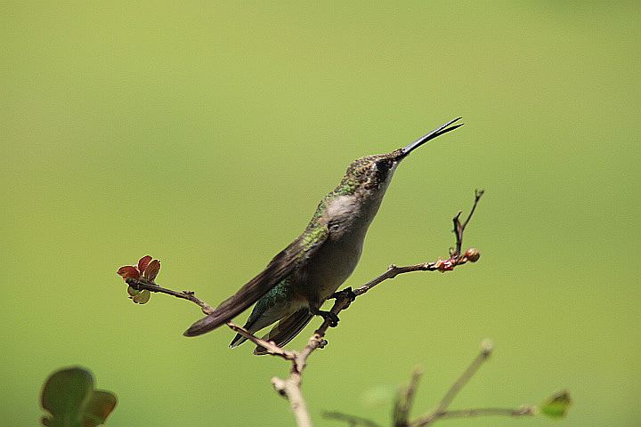 Canon EOS 700D (EOS Rebel T5i / EOS Kiss X7i) + Tamron AF 28-200mm F3.8-5.6 XR Di Aspherical (IF) Macro sample photo. Fixing to take off photography