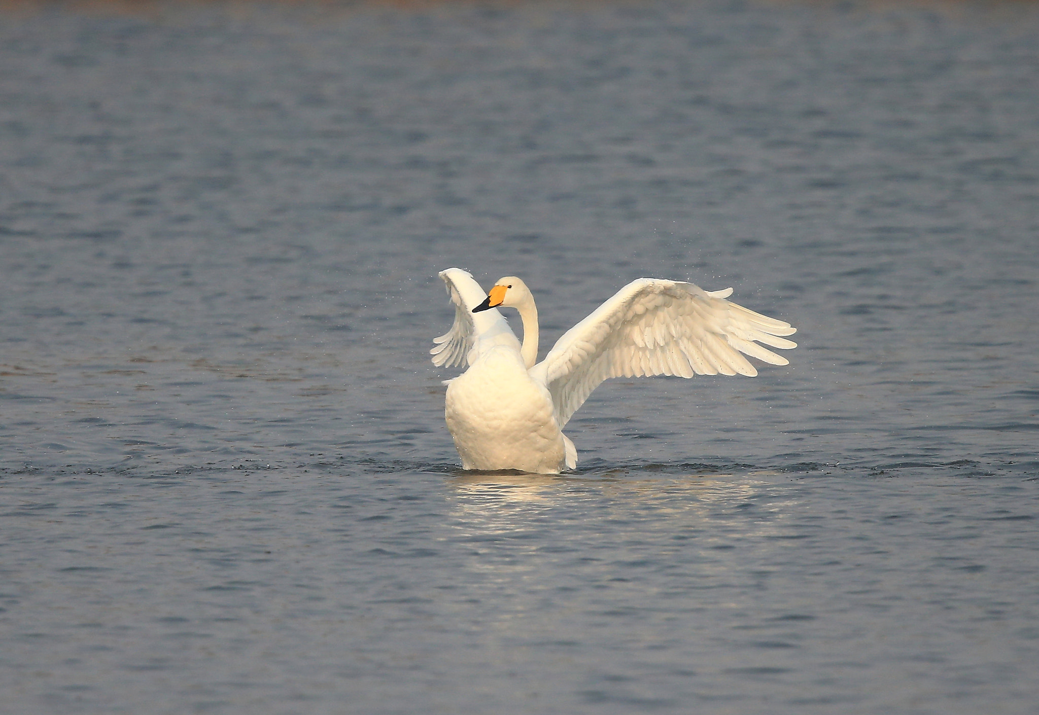 Canon EOS-1D X + Canon EF 600mm F4L IS II USM sample photo. 1126 photography