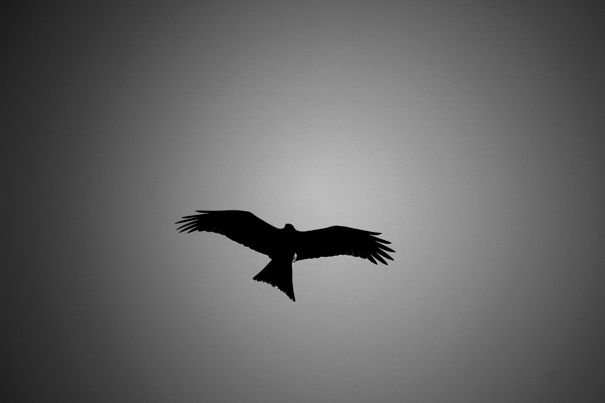 Canon EOS 100D (EOS Rebel SL1 / EOS Kiss X7) sample photo. Bird in the sky photography