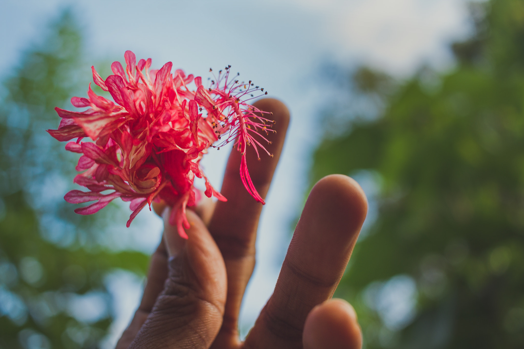 Canon EF-S 24mm F2.8 STM sample photo. Hibiscus photography