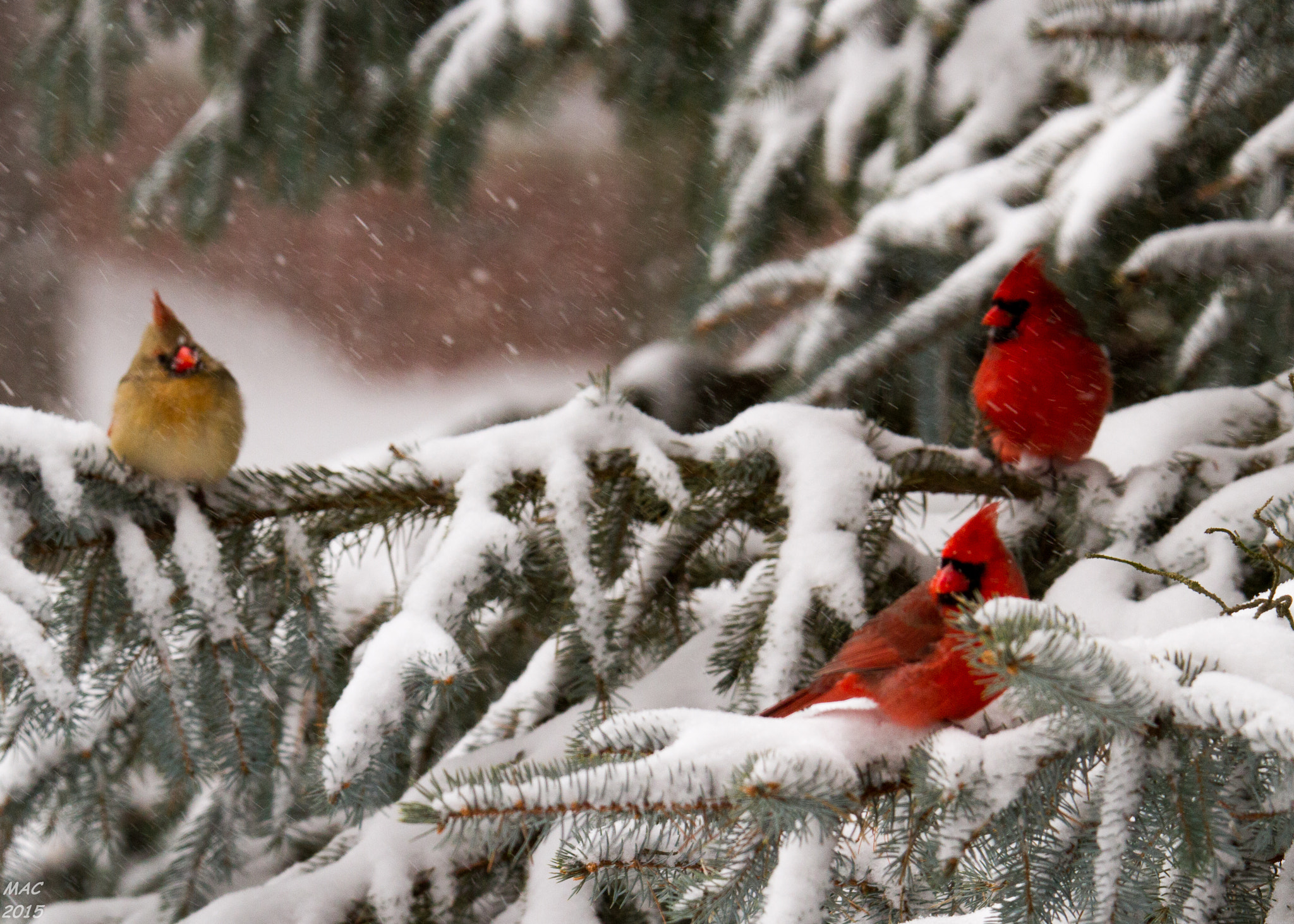 Tamron SP 150-600mm F5-6.3 Di VC USD sample photo. Cardinal in winter photography