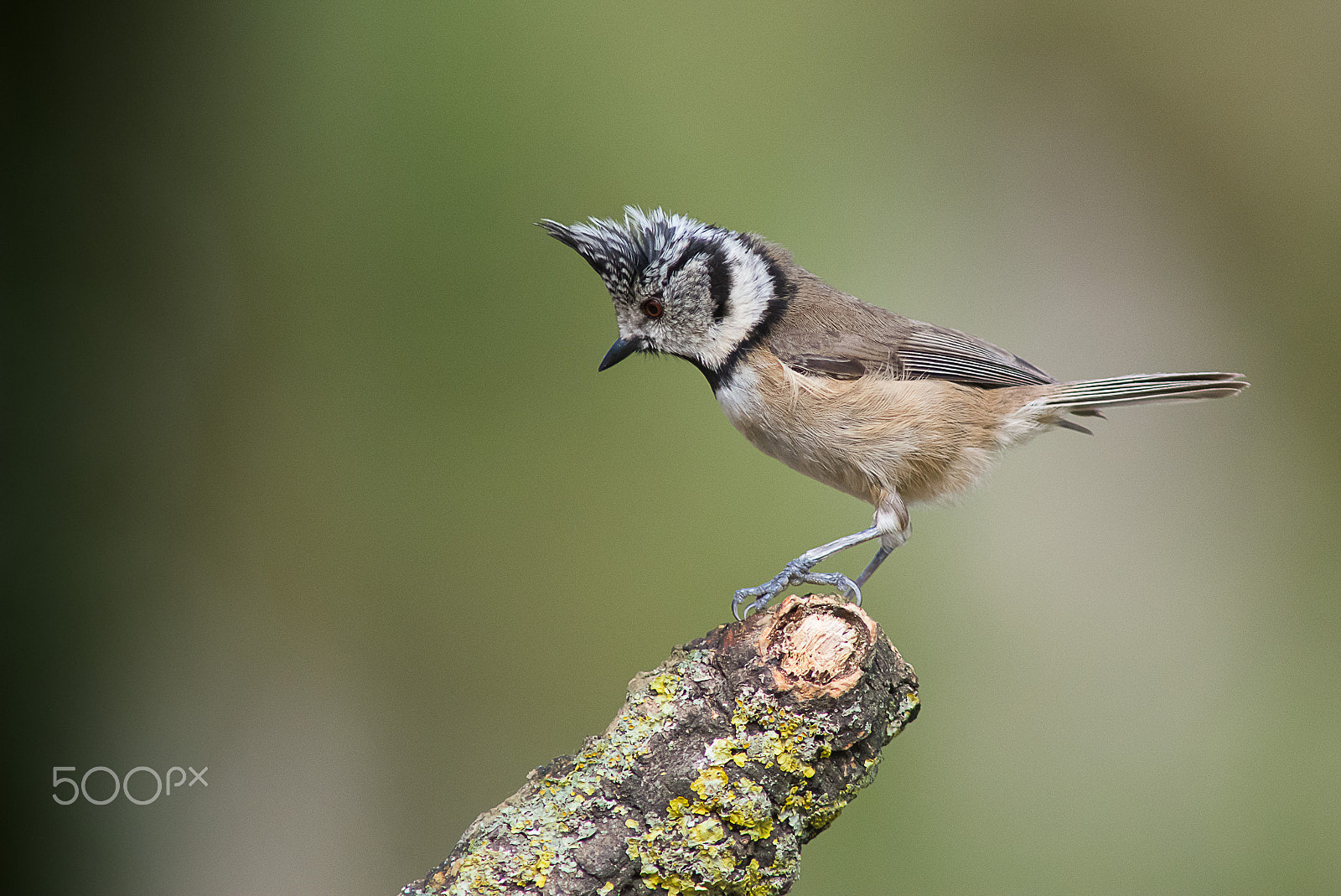 AF Nikkor 300mm f/4 IF-ED sample photo. European crested tit photography