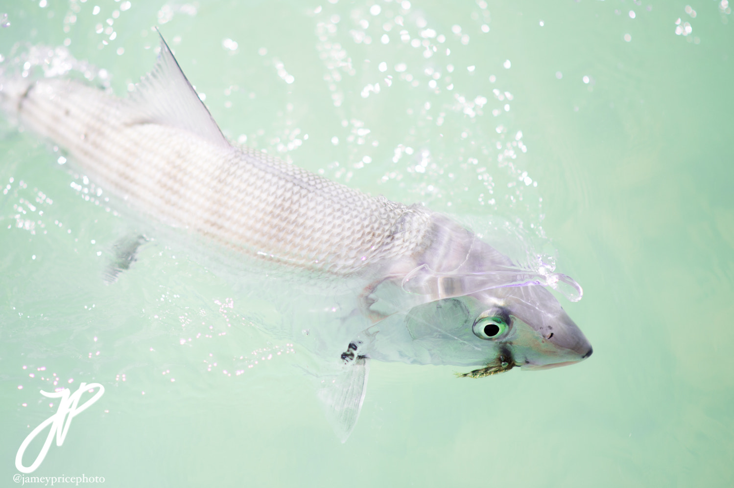 Nikon D4S + Nikon AF-S Nikkor 85mm F1.8G sample photo. Bonefish photography