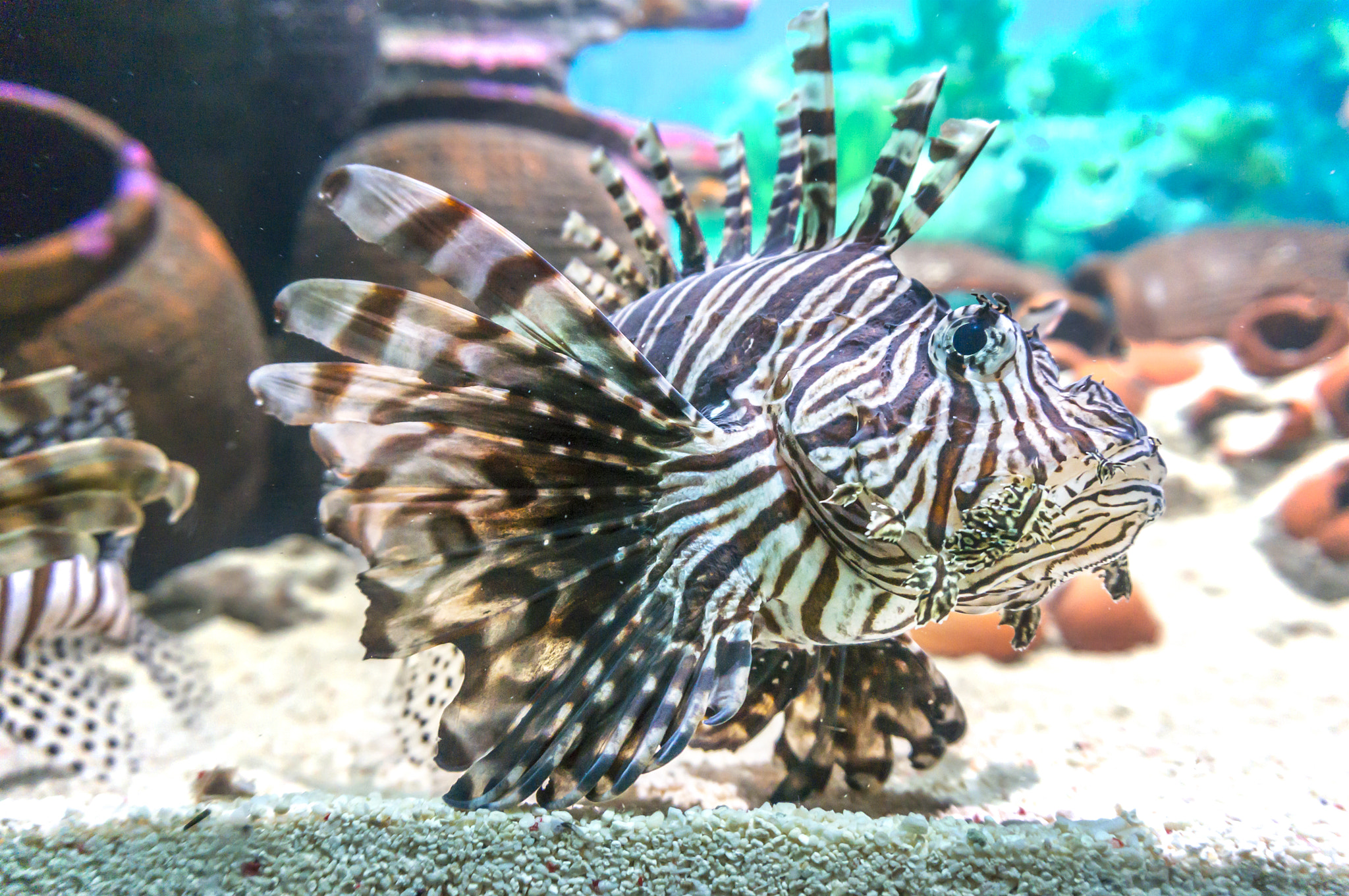 Sony Alpha NEX-5R sample photo. Lionfish photography