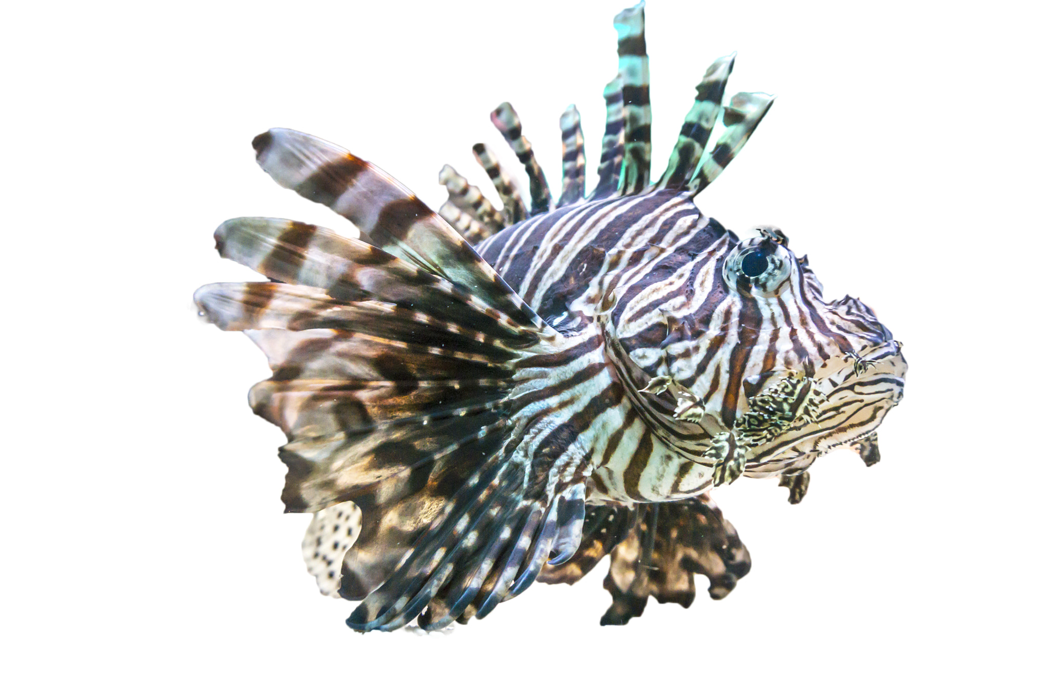 Sony Alpha NEX-5R sample photo. Lionfish photography