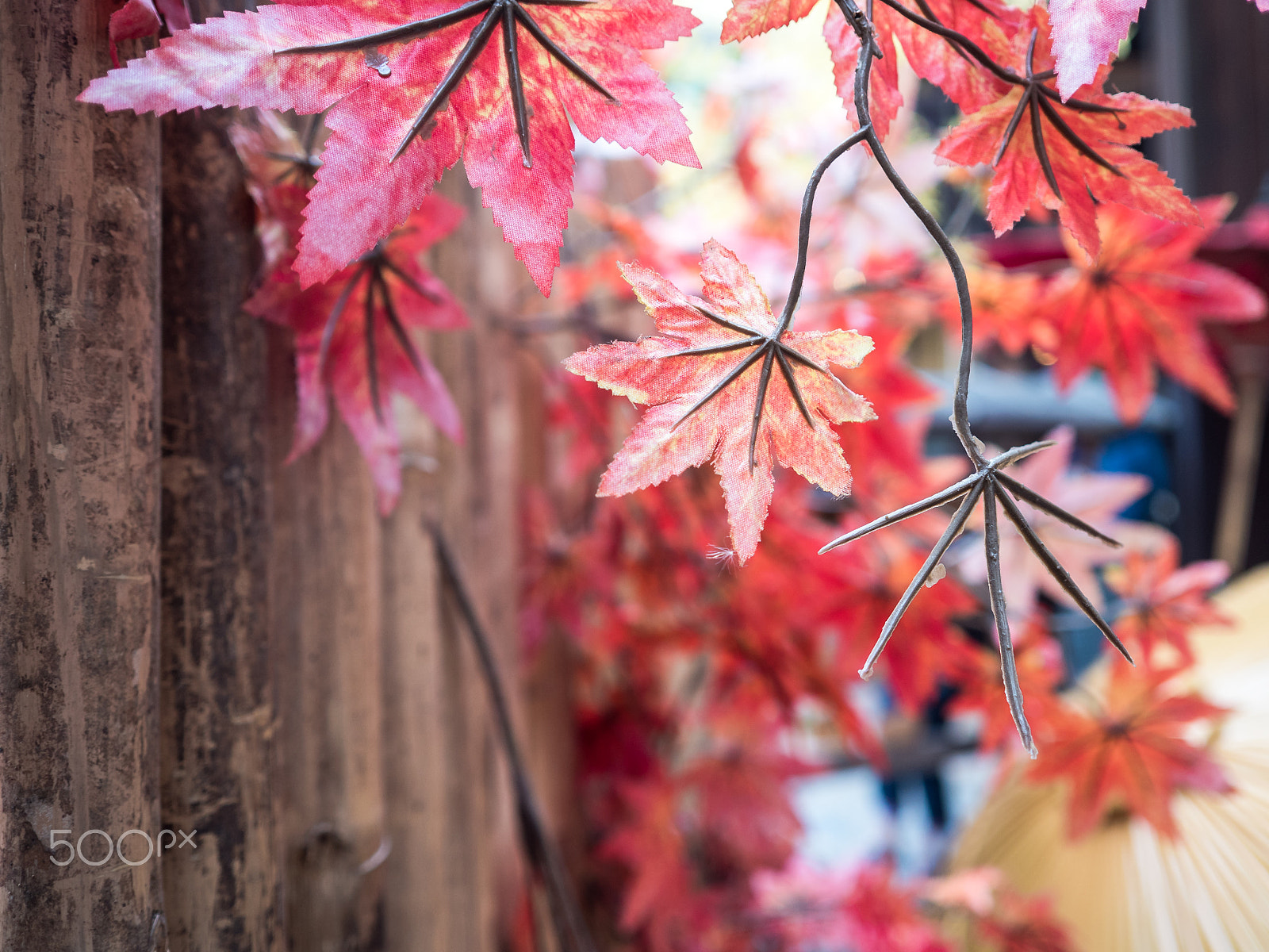 Olympus PEN E-PL7 sample photo. Maple leaf photography