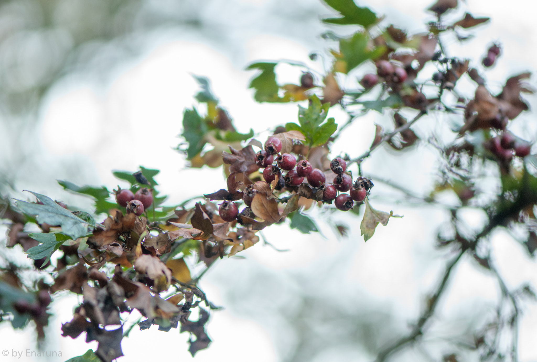 Nikon AF-S Micro-Nikkor 105mm F2.8G IF-ED VR sample photo. Hawthorn berries photography