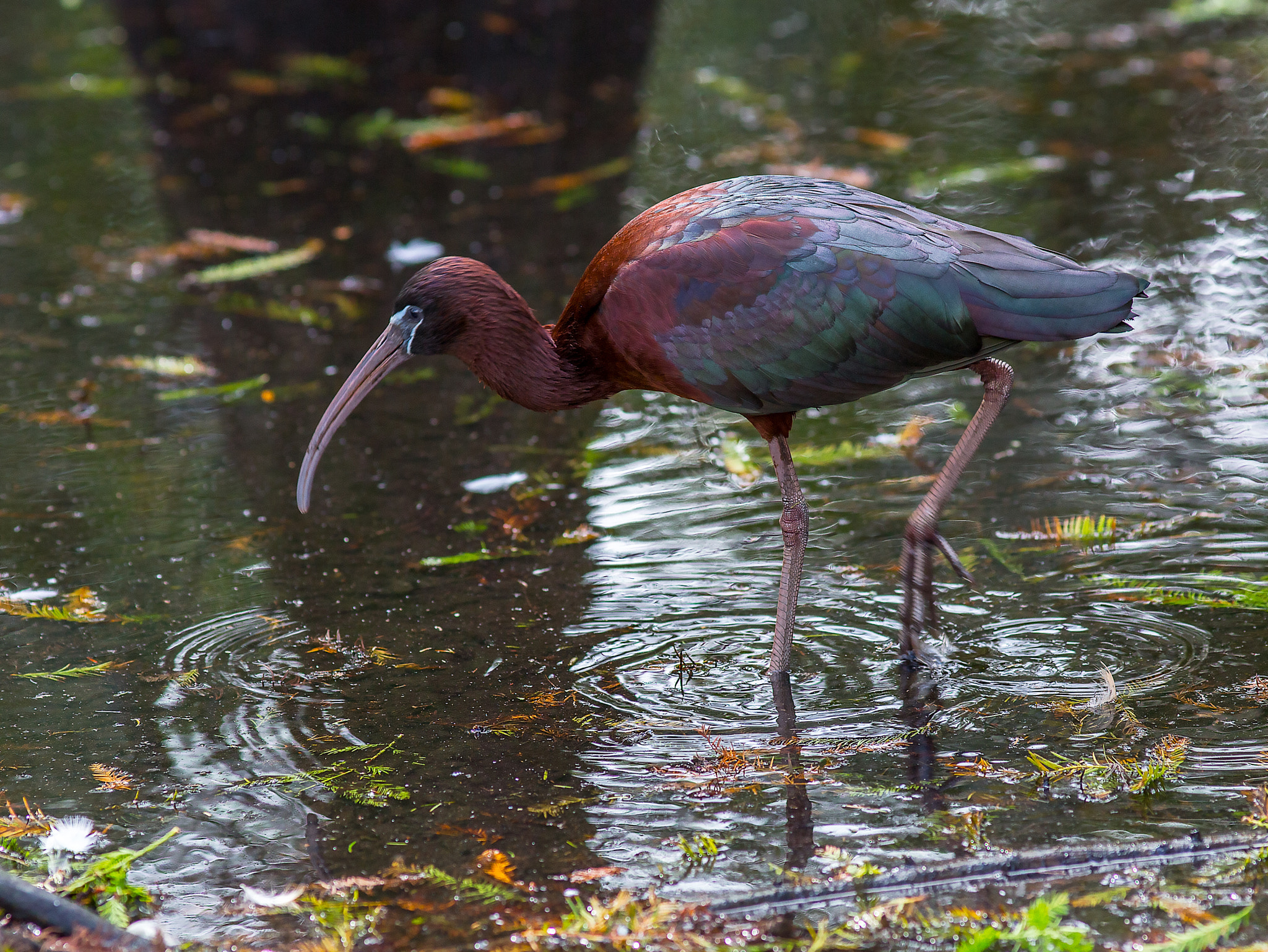 Canon EOS 6D sample photo. Glossy ibis photography