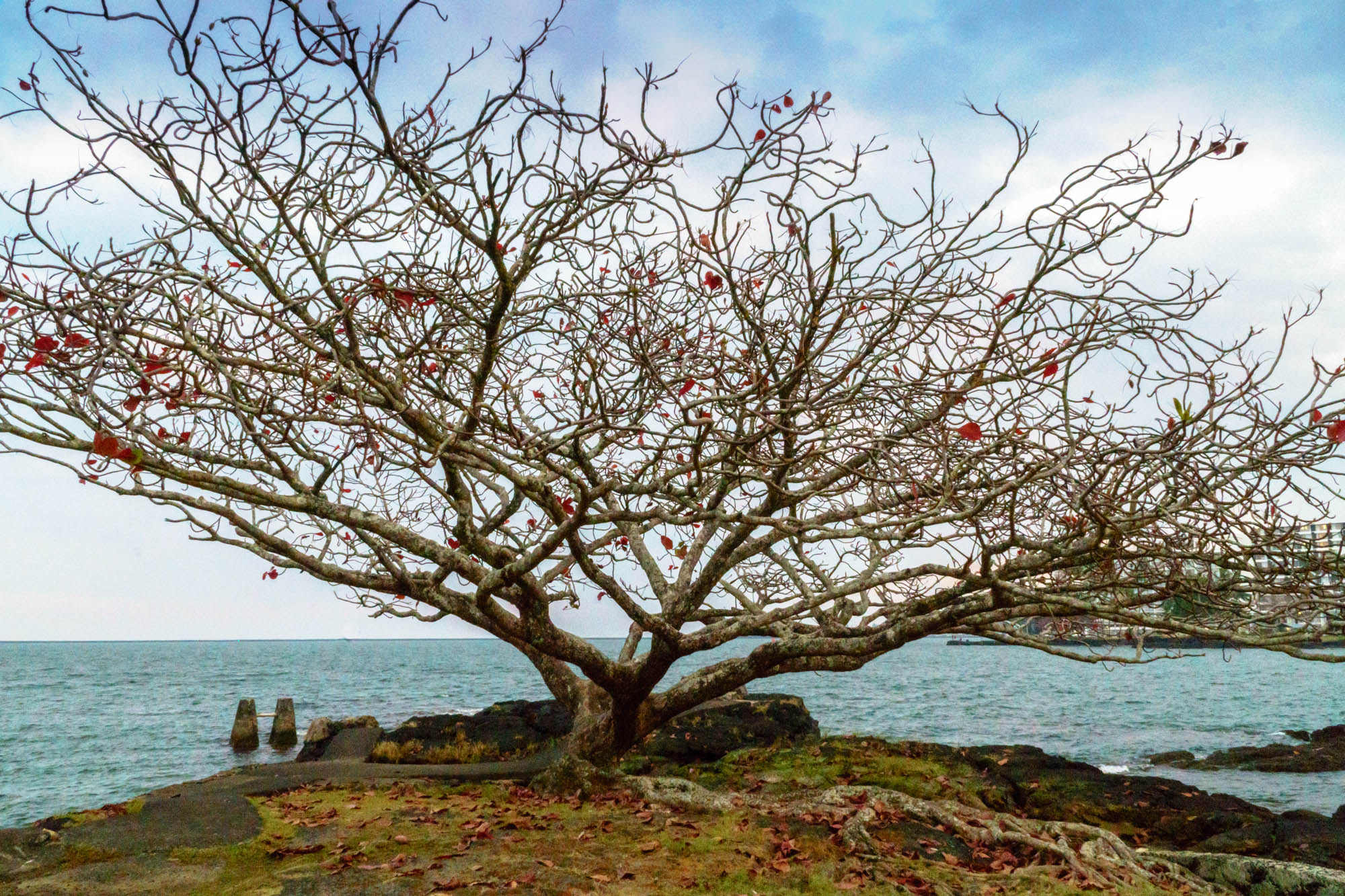Sony E PZ 18-105mm F4 G OSS sample photo. Crazy tree photography