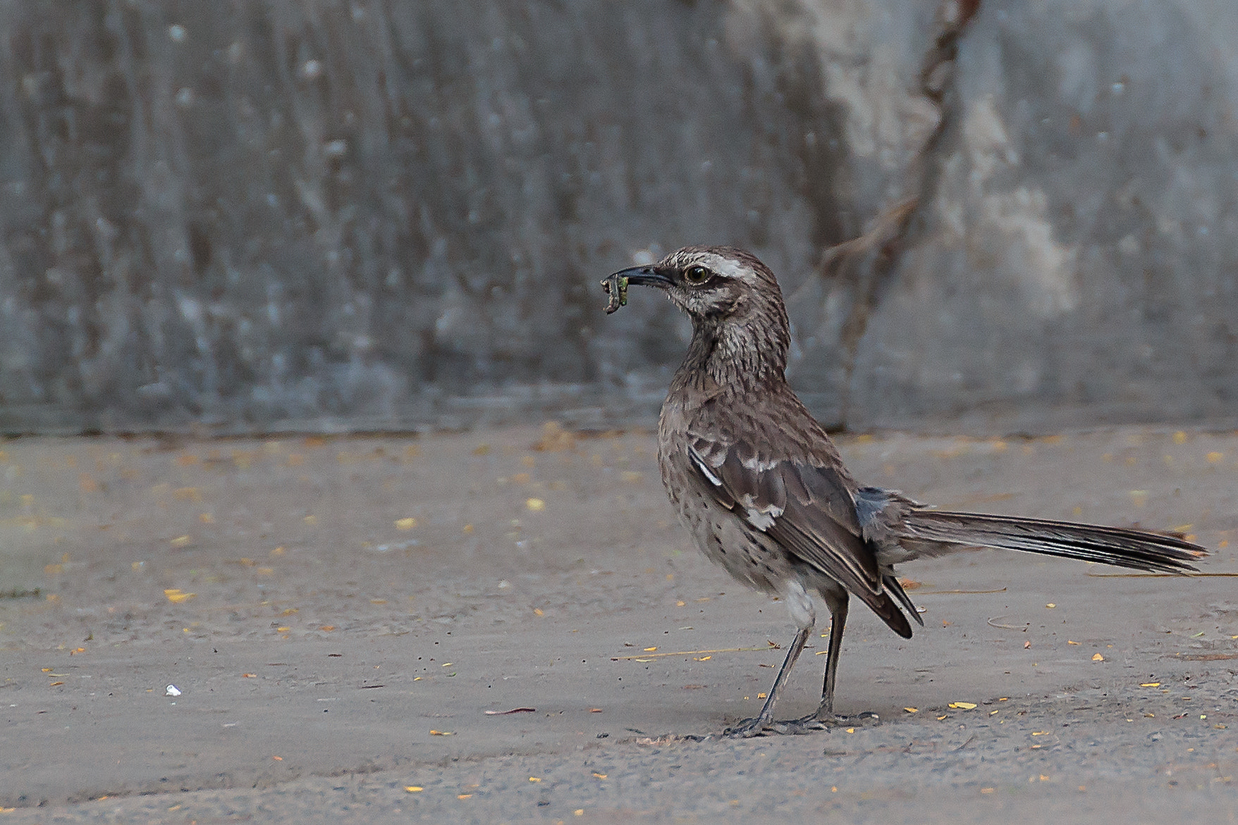 Canon EOS 60D + Tamron SP 35mm F1.8 Di VC USD sample photo. Ave photography