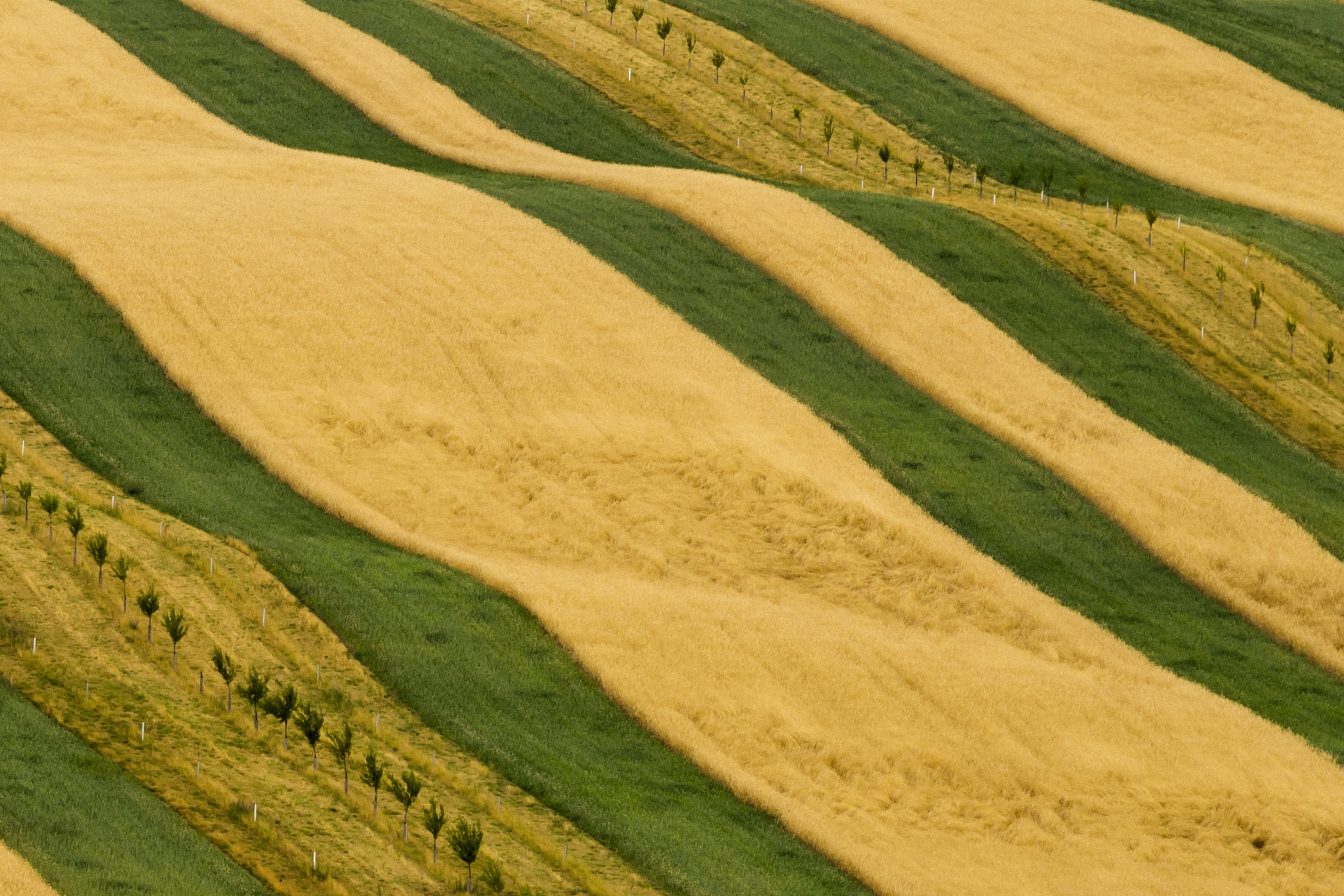 Sigma 150-500mm F5-6.3 DG OS HSM sample photo. South moravia - ii. photography