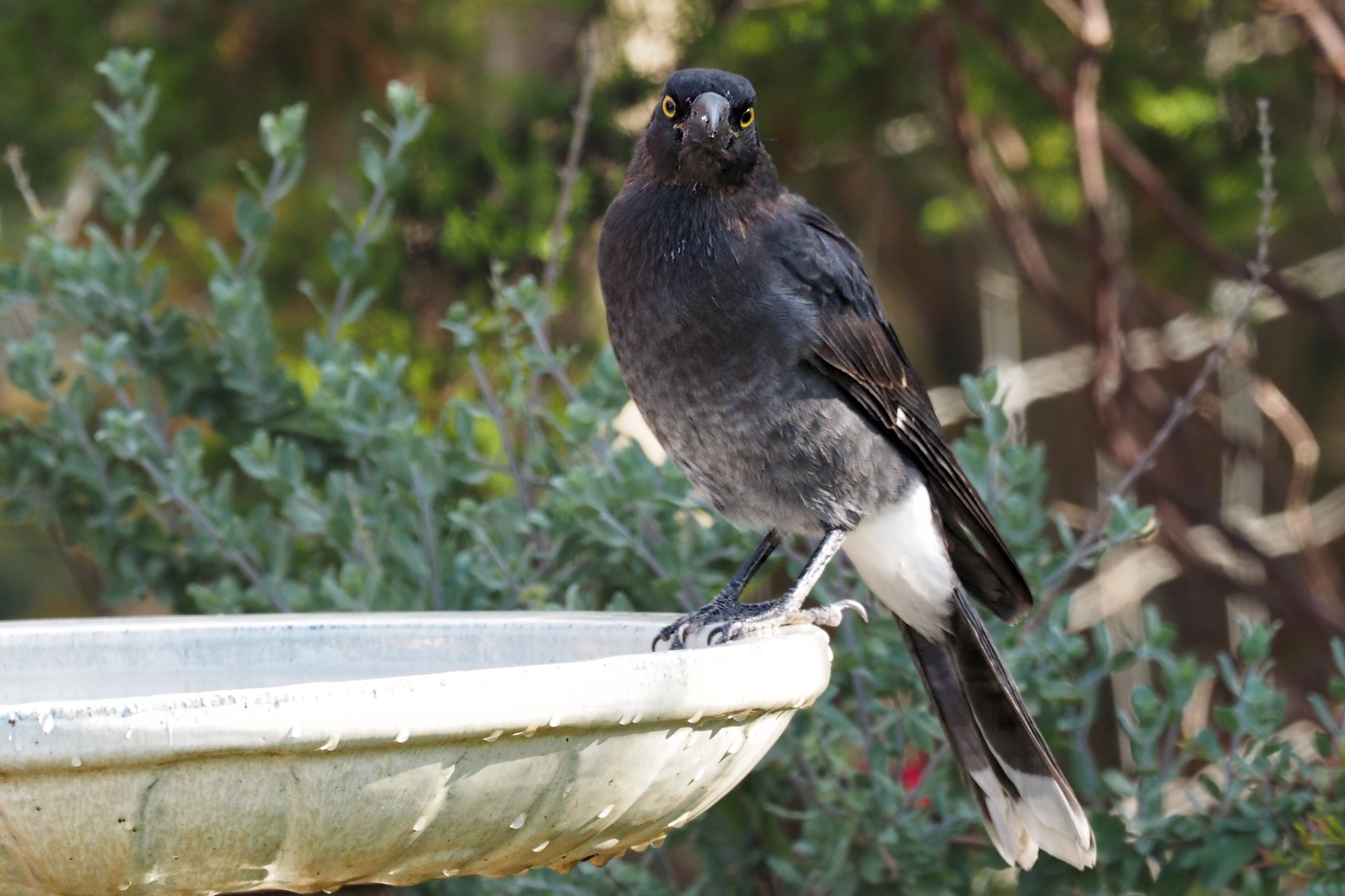 M.300mm F4.0 + MC-14 sample photo. Pied currawong photography