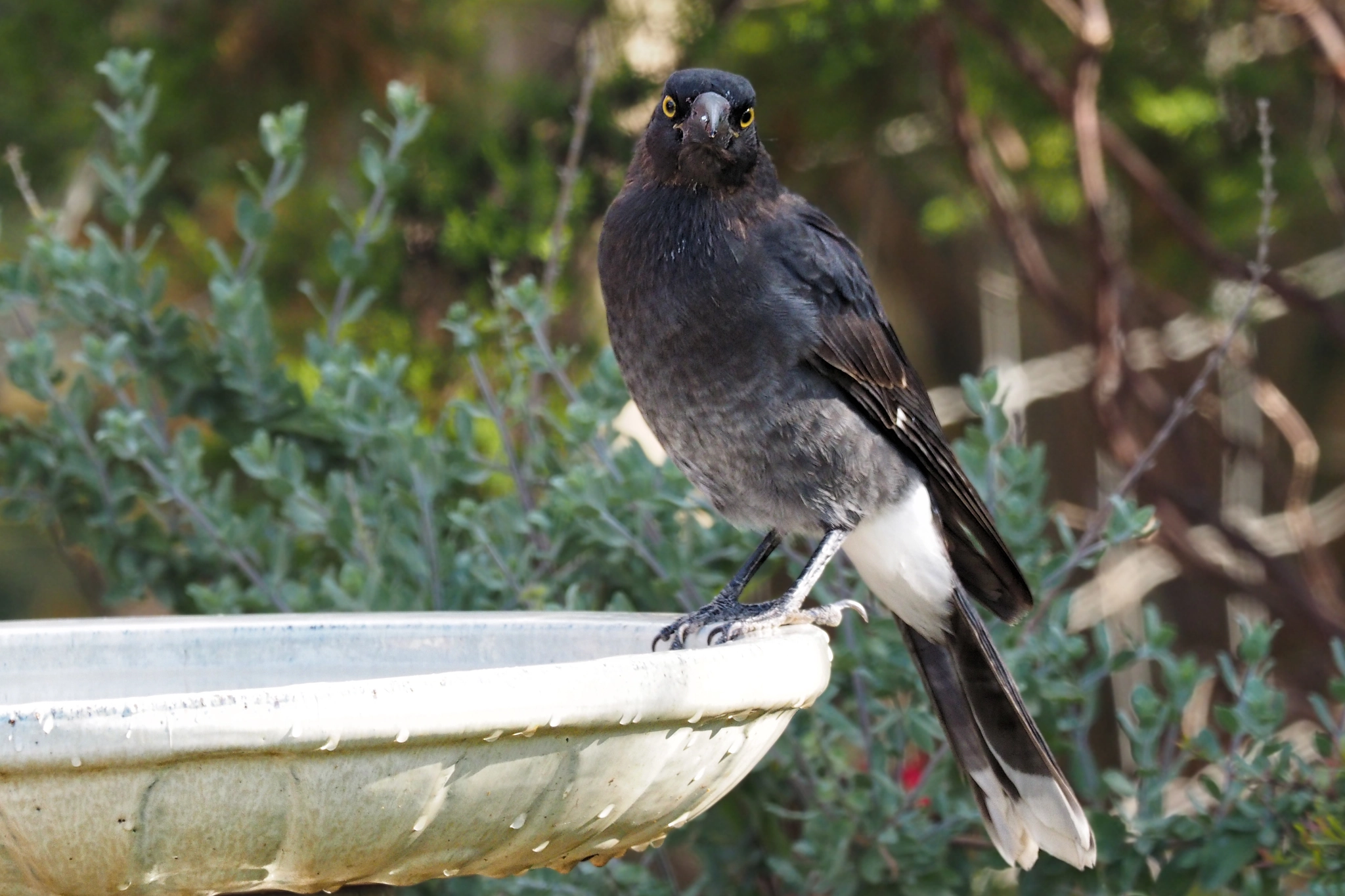 Olympus OM-D E-M1 + M.300mm F4.0 + MC-14 sample photo. Pied currawong photography