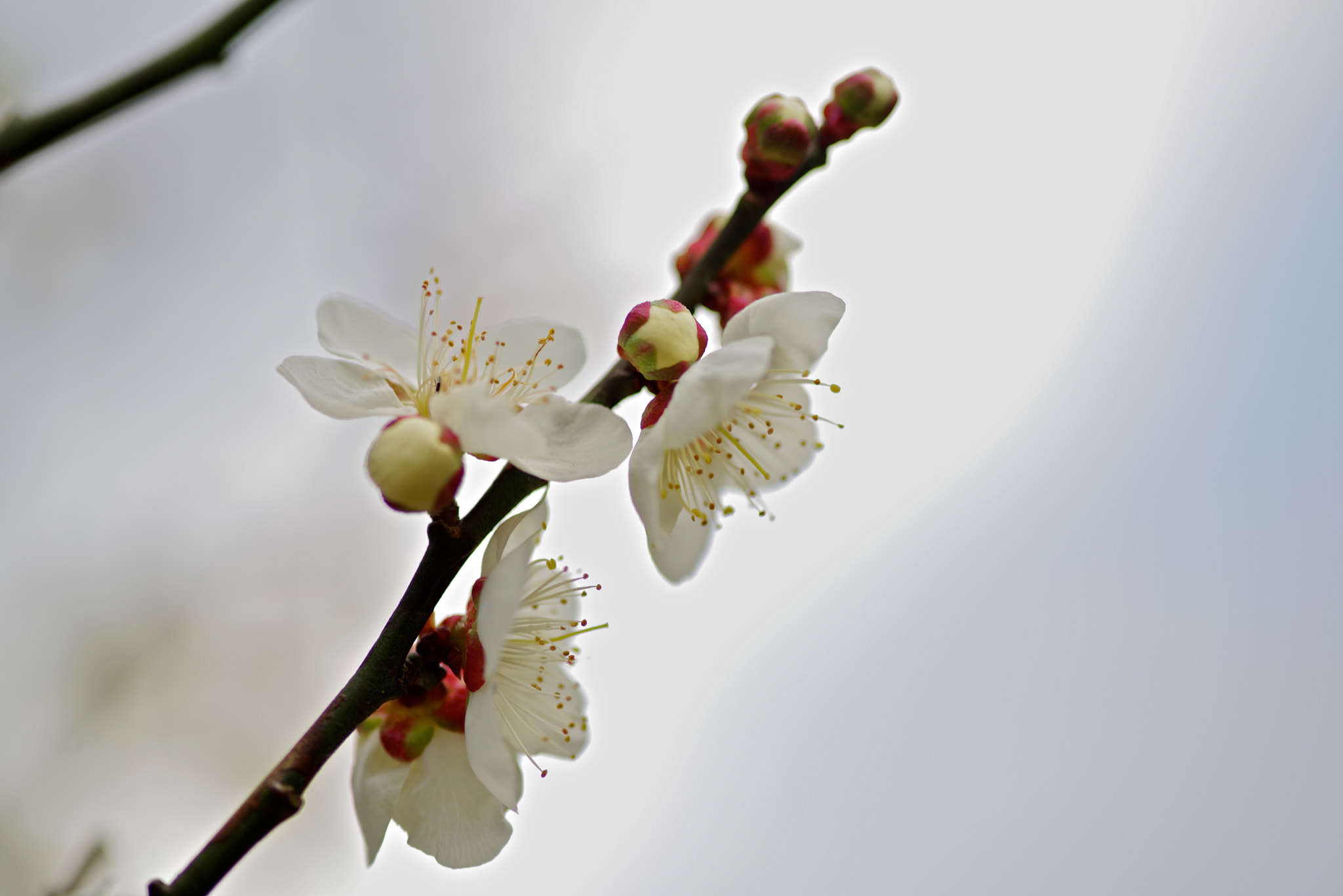 Pentax K-1 sample photo. White plum flowers photography