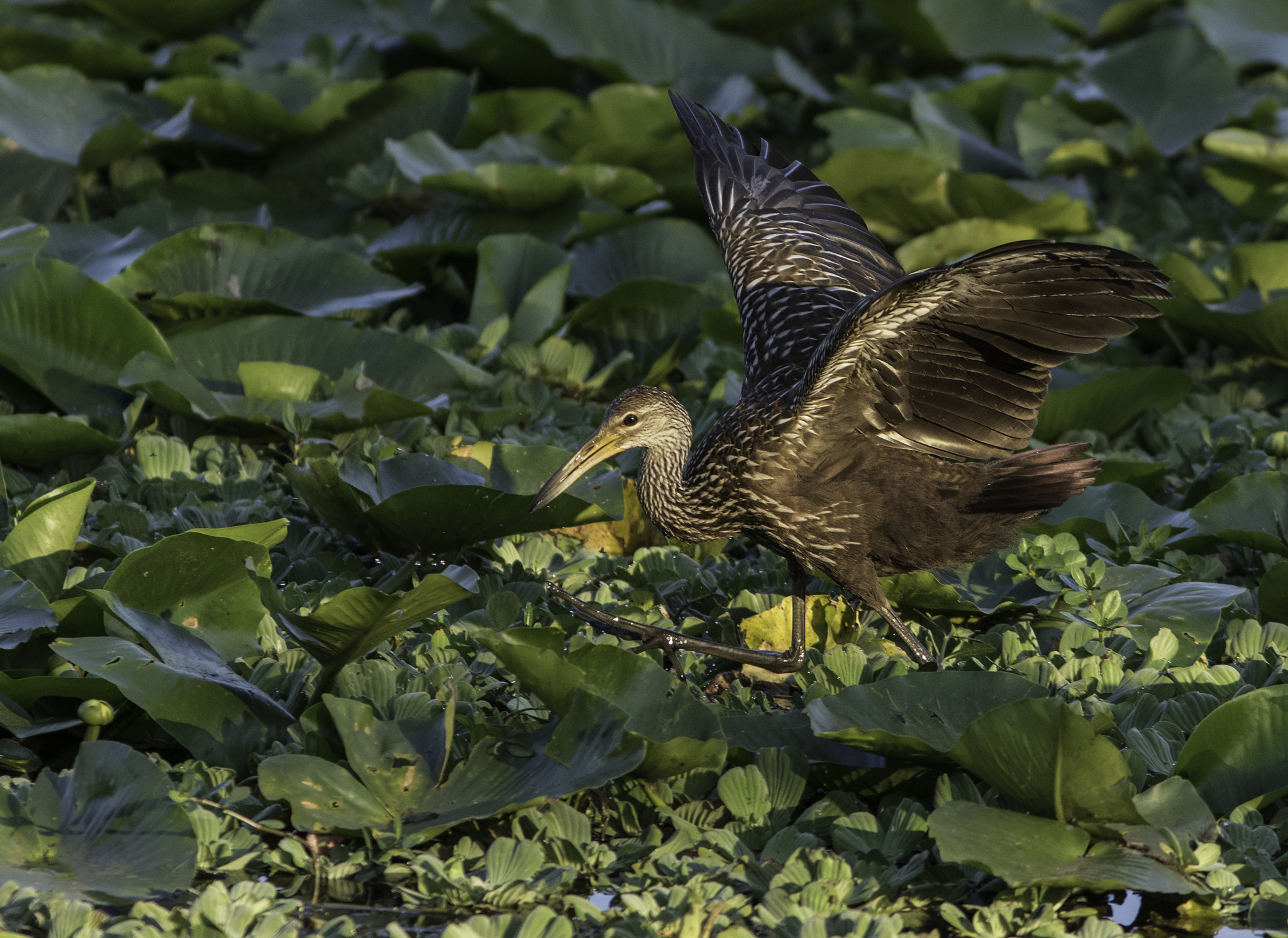 Canon EOS 7D Mark II + Canon EF 300mm F4L IS USM sample photo. Limpkin walking photography