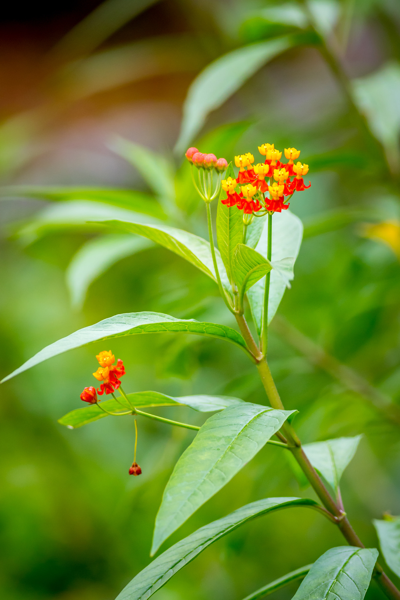 Canon EF 400mm F5.6L USM sample photo. Tiny flowers photography