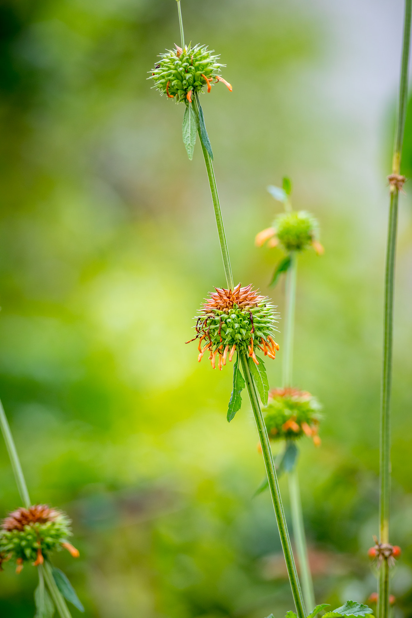 Canon EF 400mm F5.6L USM sample photo. Spikey photography
