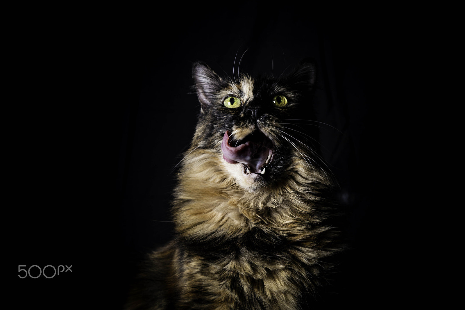 Canon EOS 5DS R sample photo. Portrait of a house cat photography