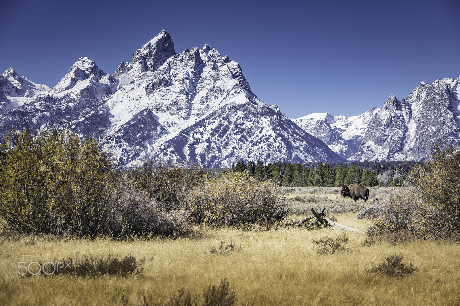 Canon EF 70-200mm F2.8L USM sample photo. A bison and the grand tetons photography