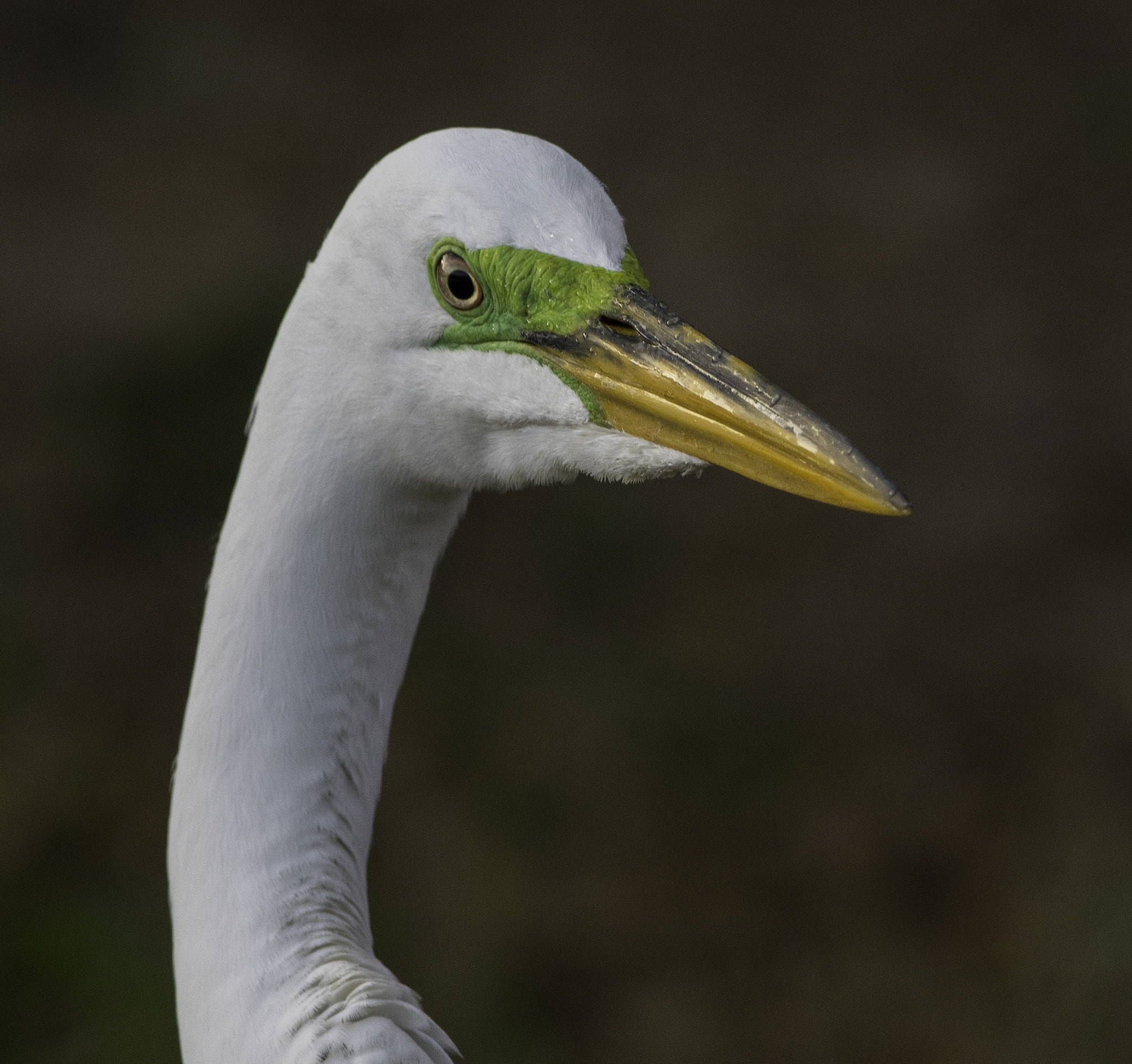 Canon EF 300mm F4L IS USM sample photo. Head shot photography