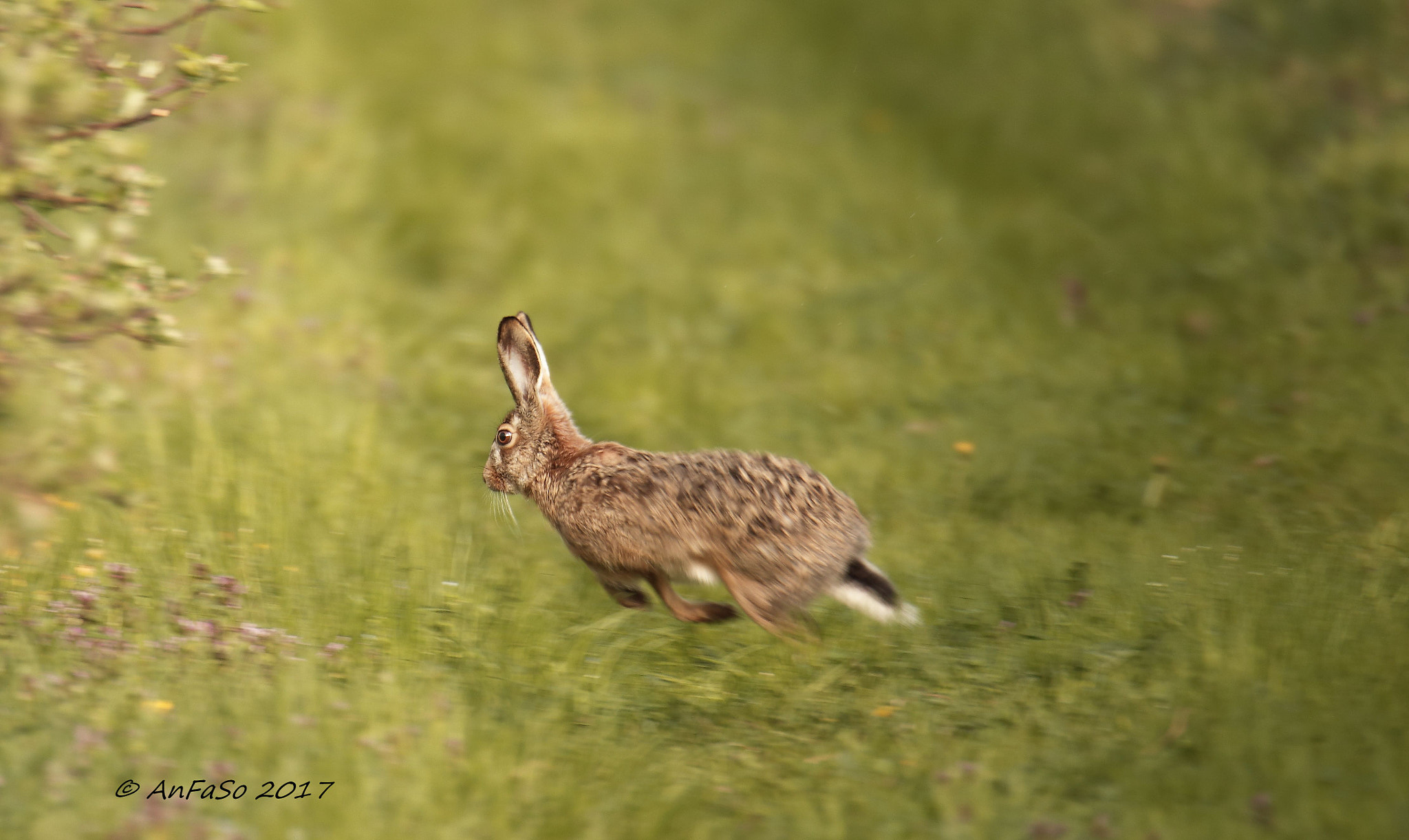 Canon EOS 70D + Sigma 150-600mm F5-6.3 DG OS HSM | S sample photo. Lepre - wild rabbit - lepus photography