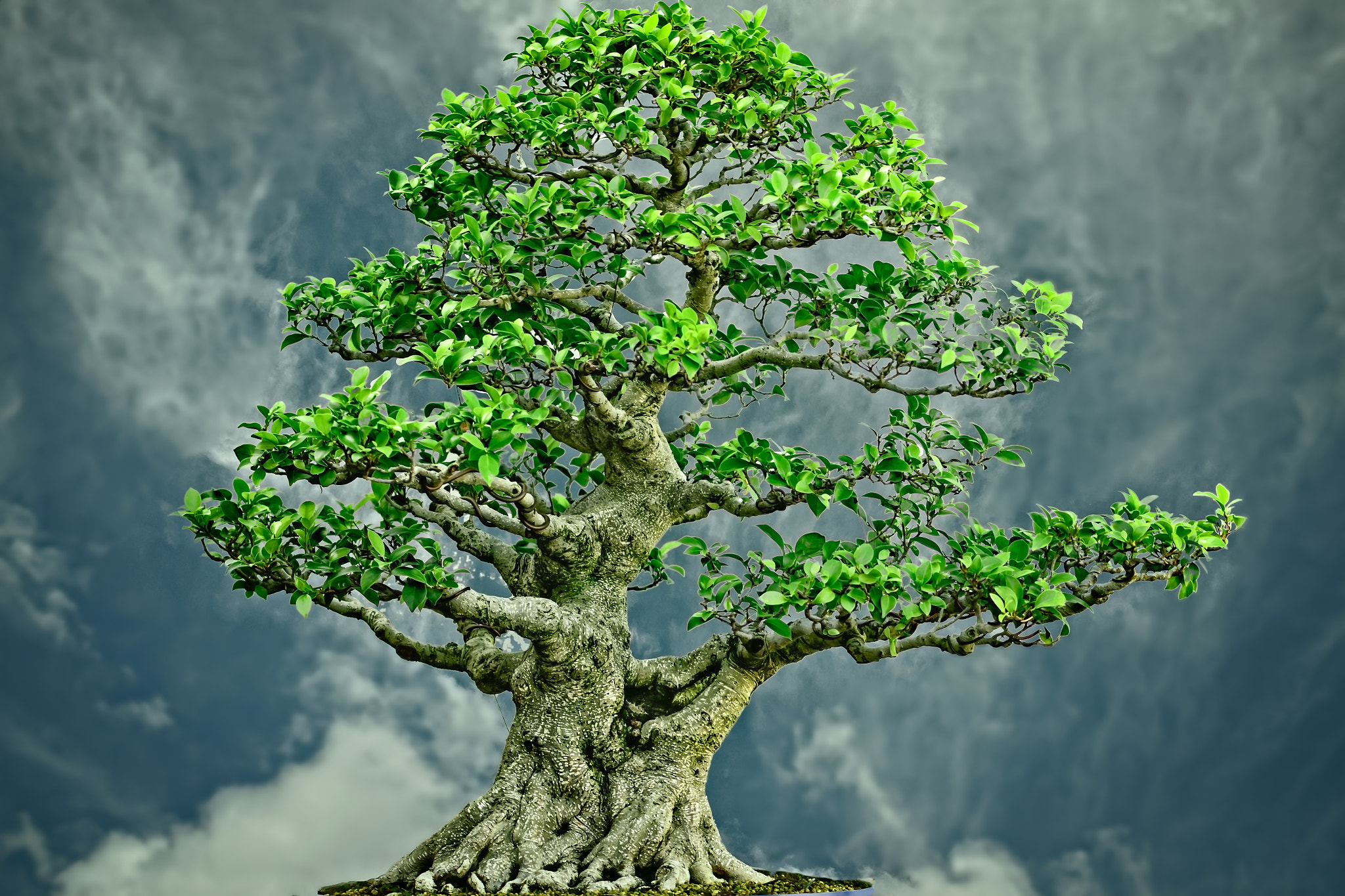 Sigma 105mm F2.8 EX DG OS HSM sample photo. Chinese banyan photography