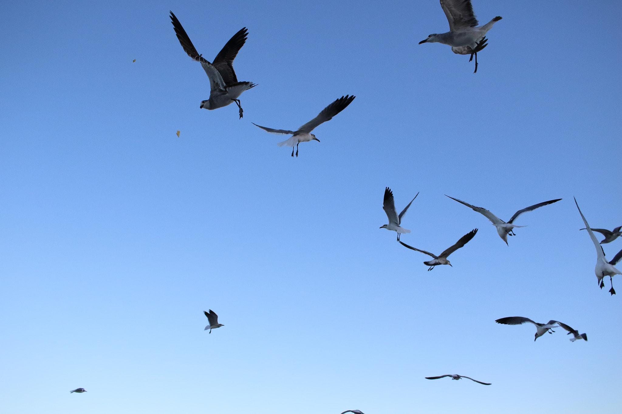 Canon EF-S 24mm F2.8 STM sample photo. Miami beach birds photography