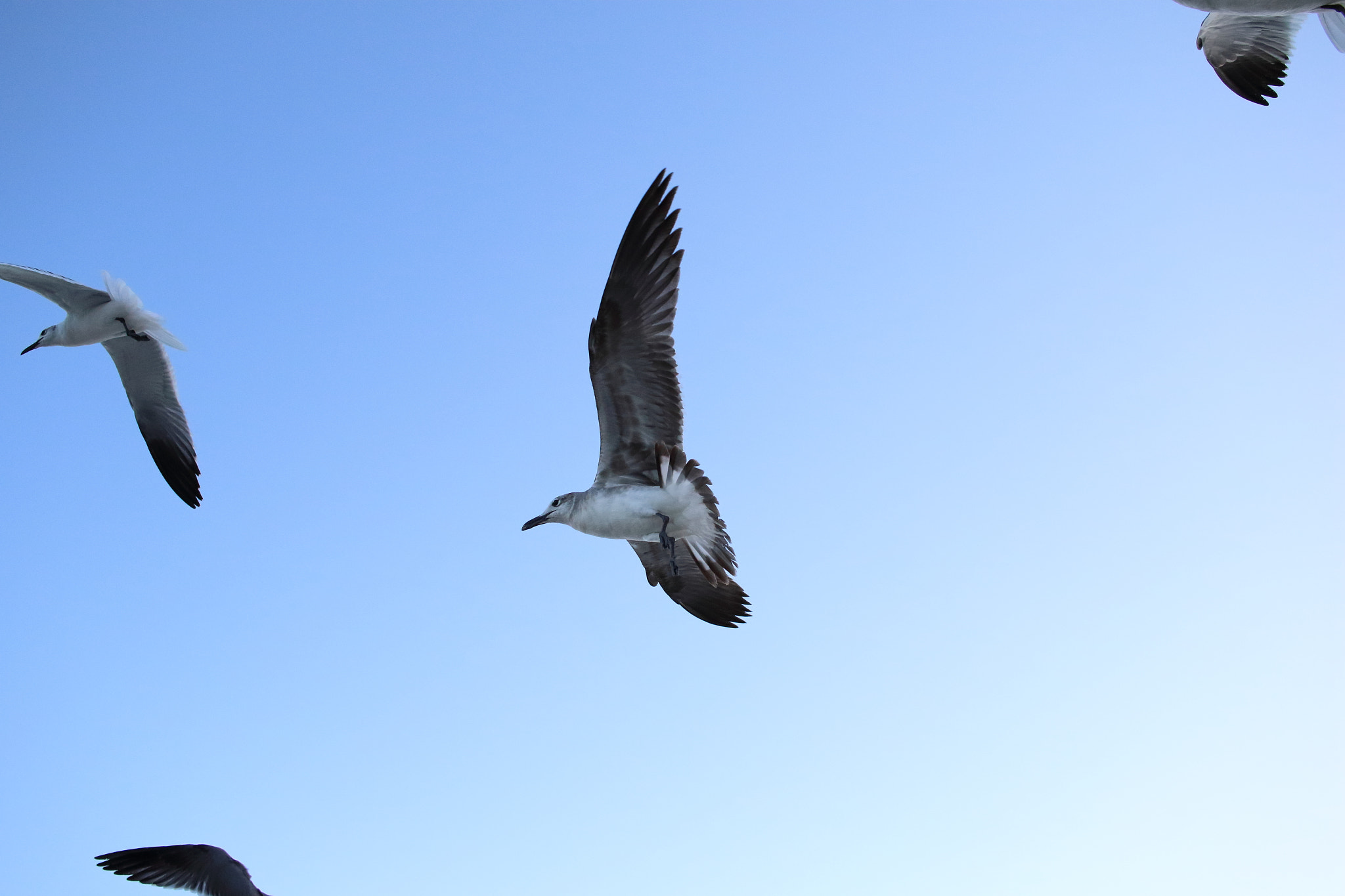 Canon EF-S 24mm F2.8 STM sample photo. Miami beach birds photography