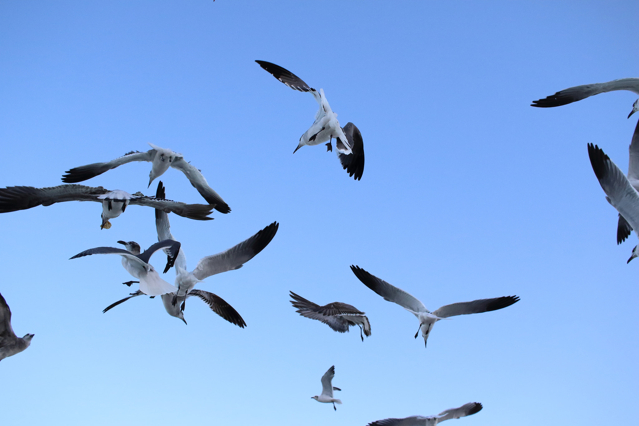Canon EF-S 24mm F2.8 STM sample photo. Miami beach birds photography