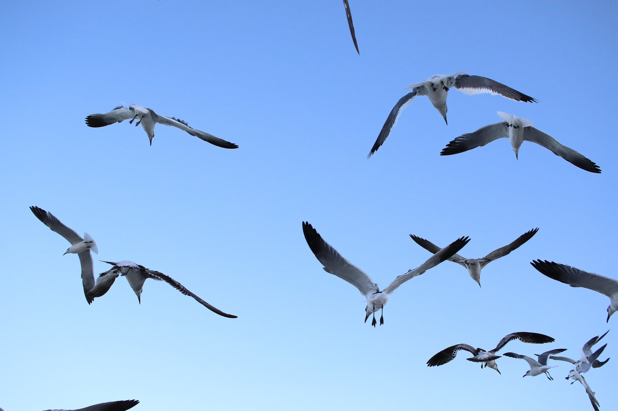 Canon EF-S 24mm F2.8 STM sample photo. Miami beach birds photography