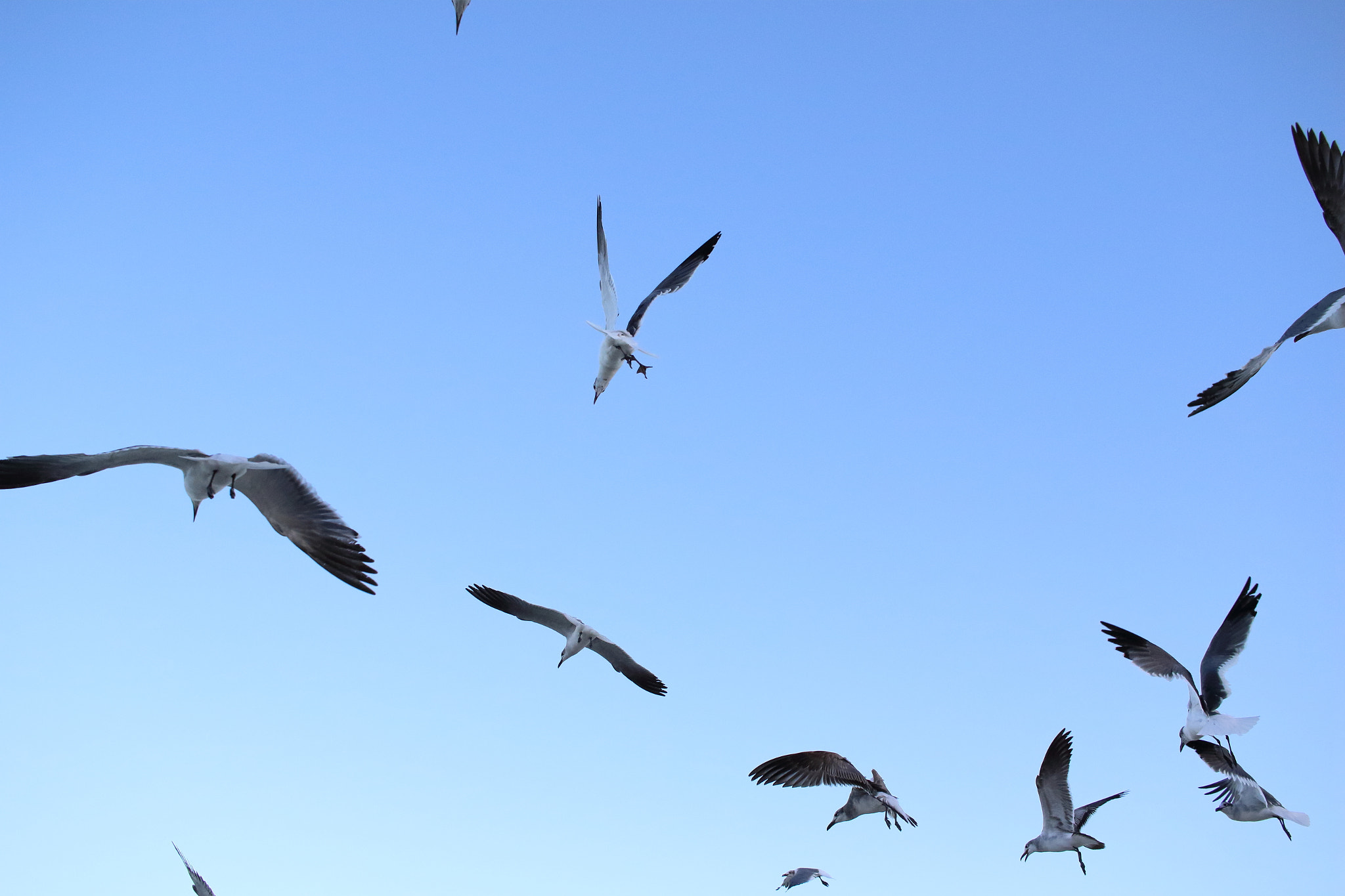 Canon EF-S 24mm F2.8 STM sample photo. Miami beach birds photography