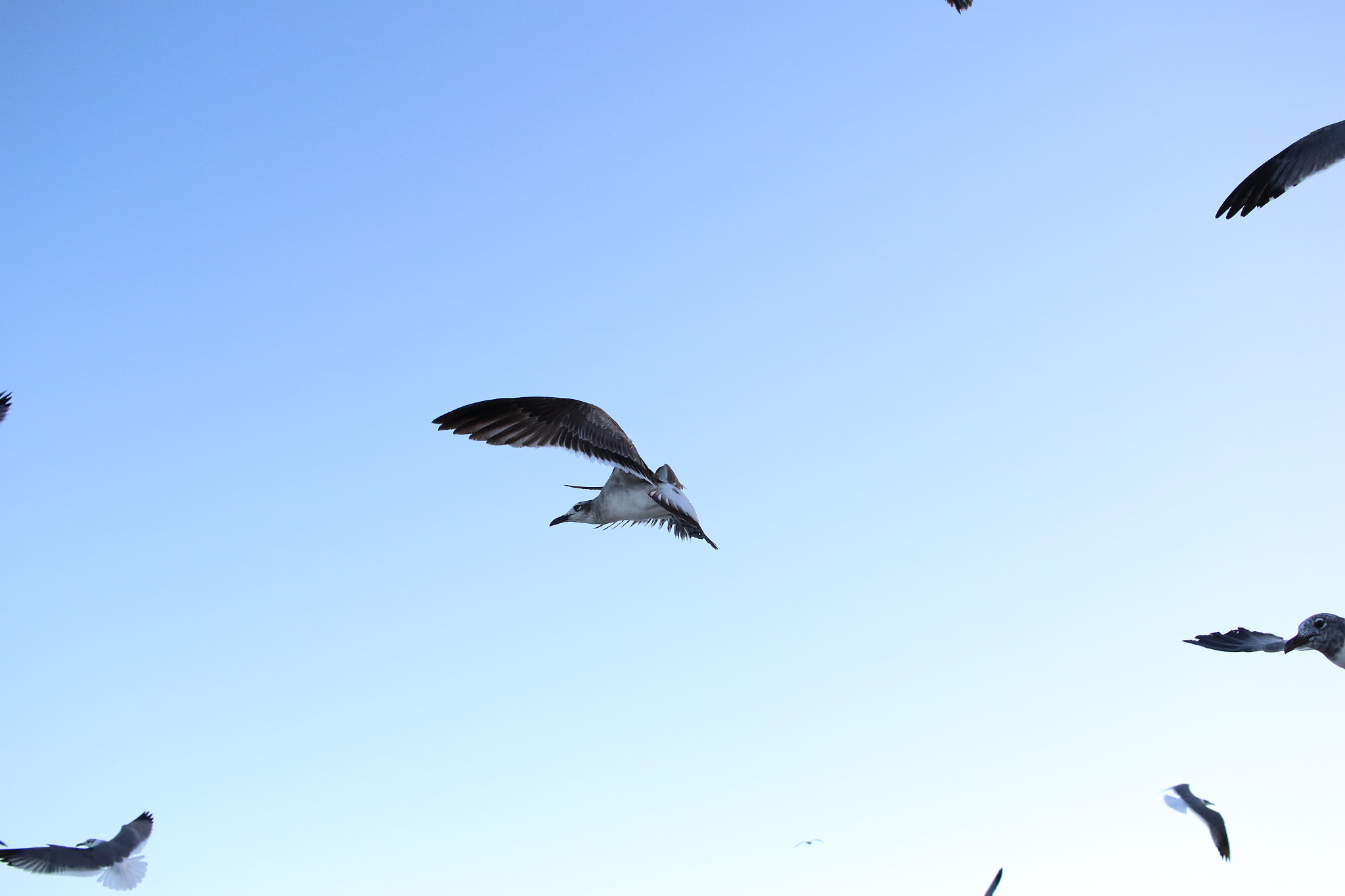 Canon EF-S 24mm F2.8 STM sample photo. Miami beach birds photography