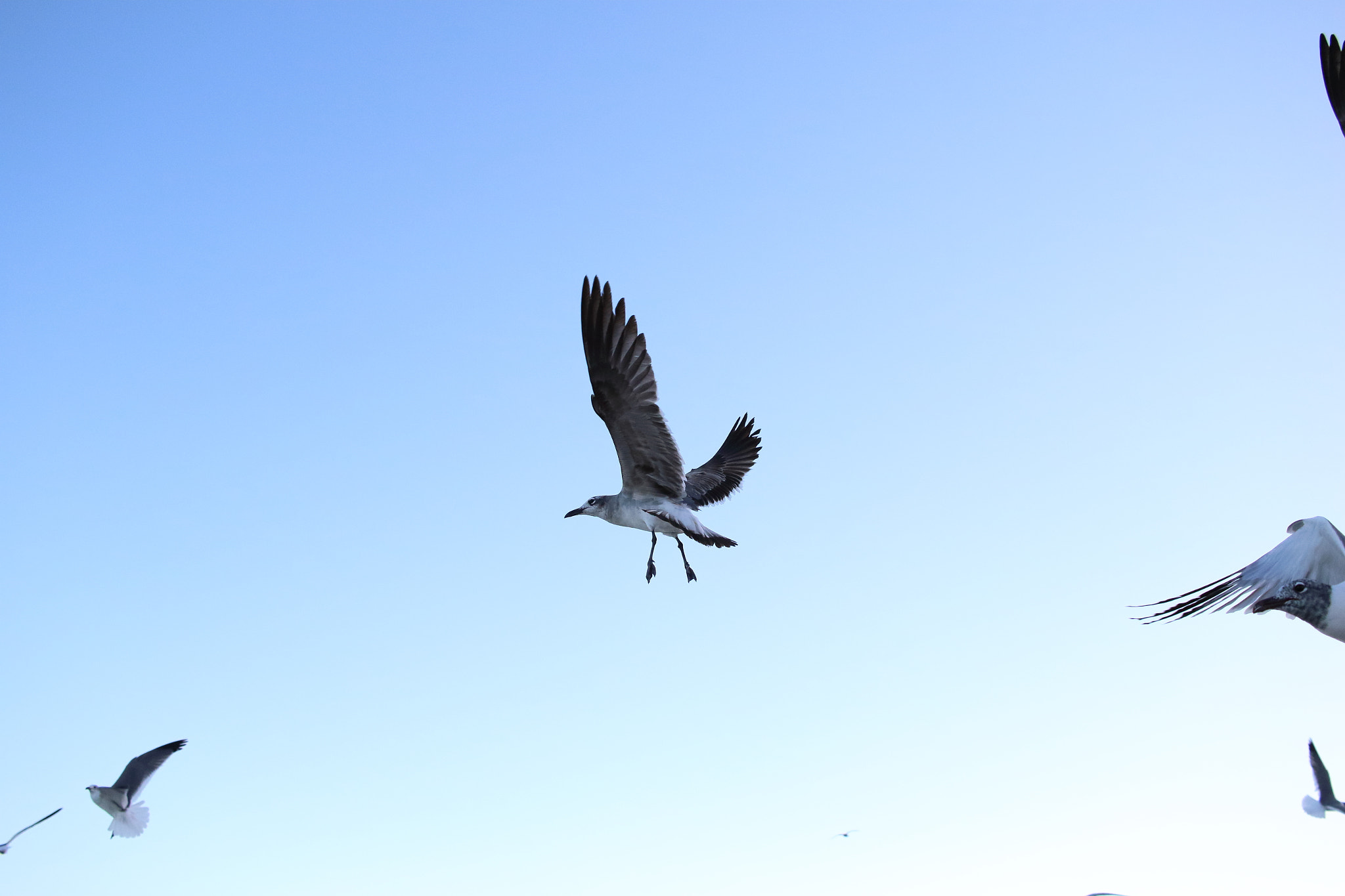 Canon EF-S 24mm F2.8 STM sample photo. Miami beach birds photography