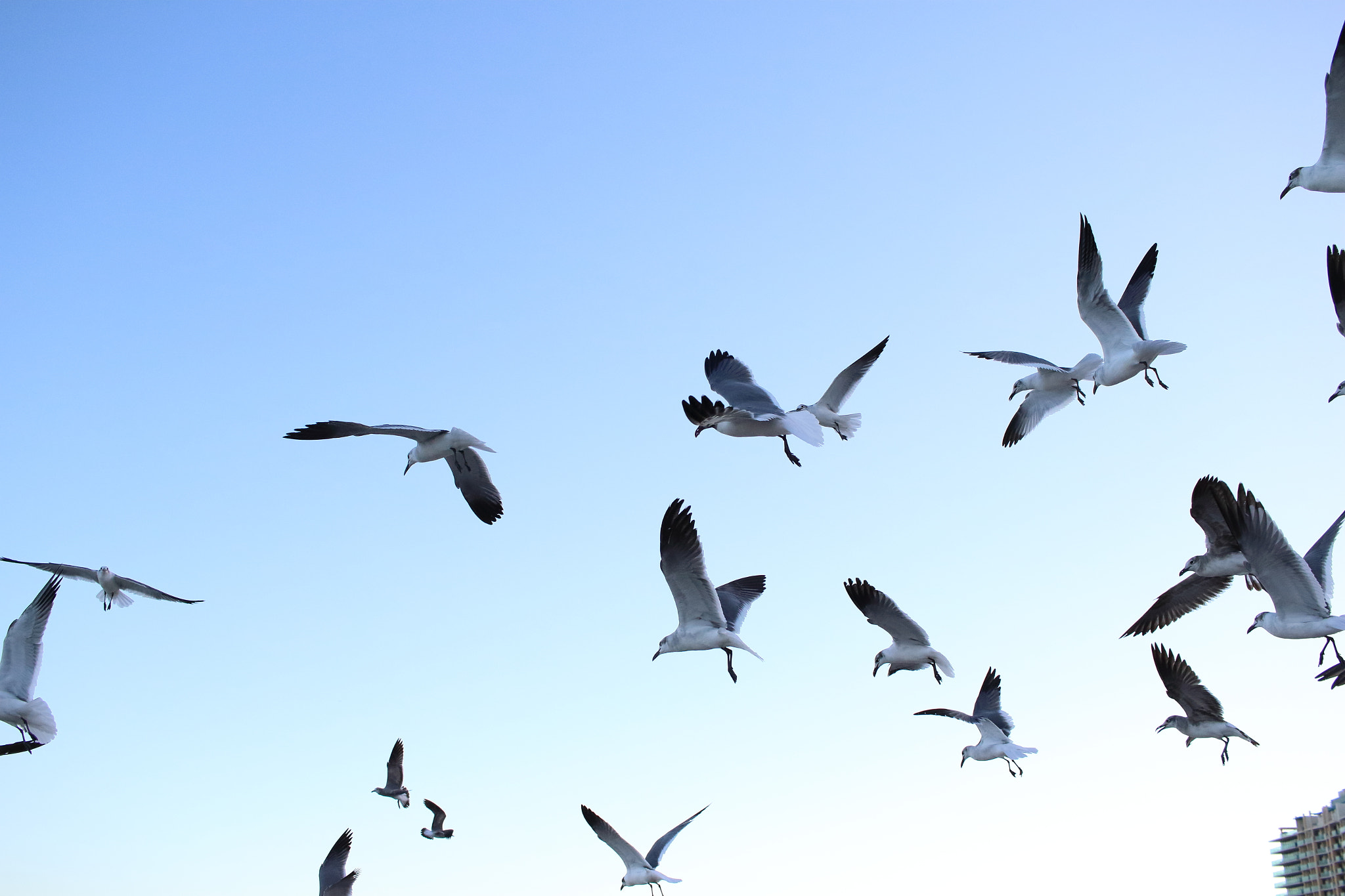 Canon EF-S 24mm F2.8 STM sample photo. Miami beach birds photography