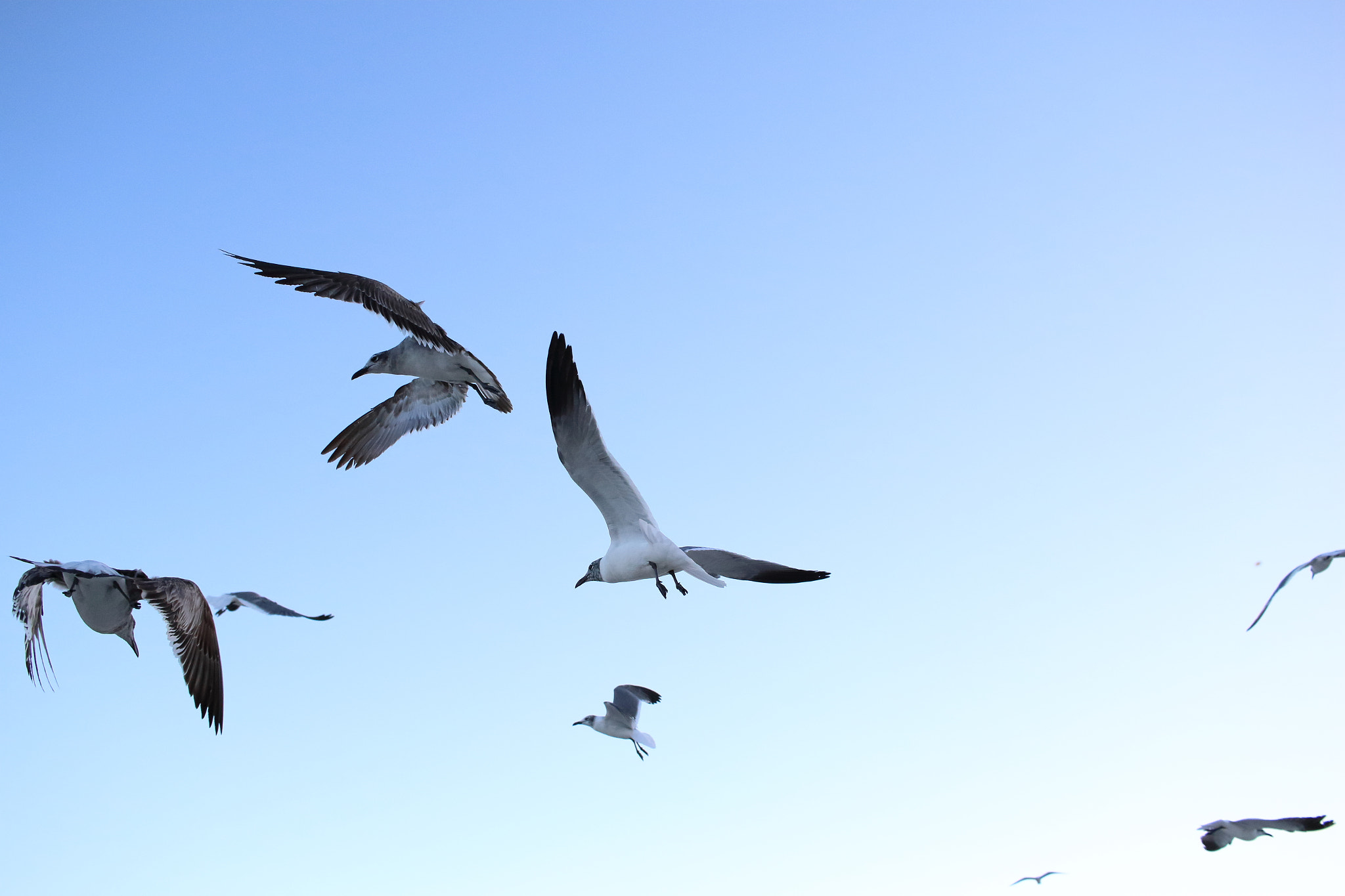 Canon EF-S 24mm F2.8 STM sample photo. Miami beach birds photography