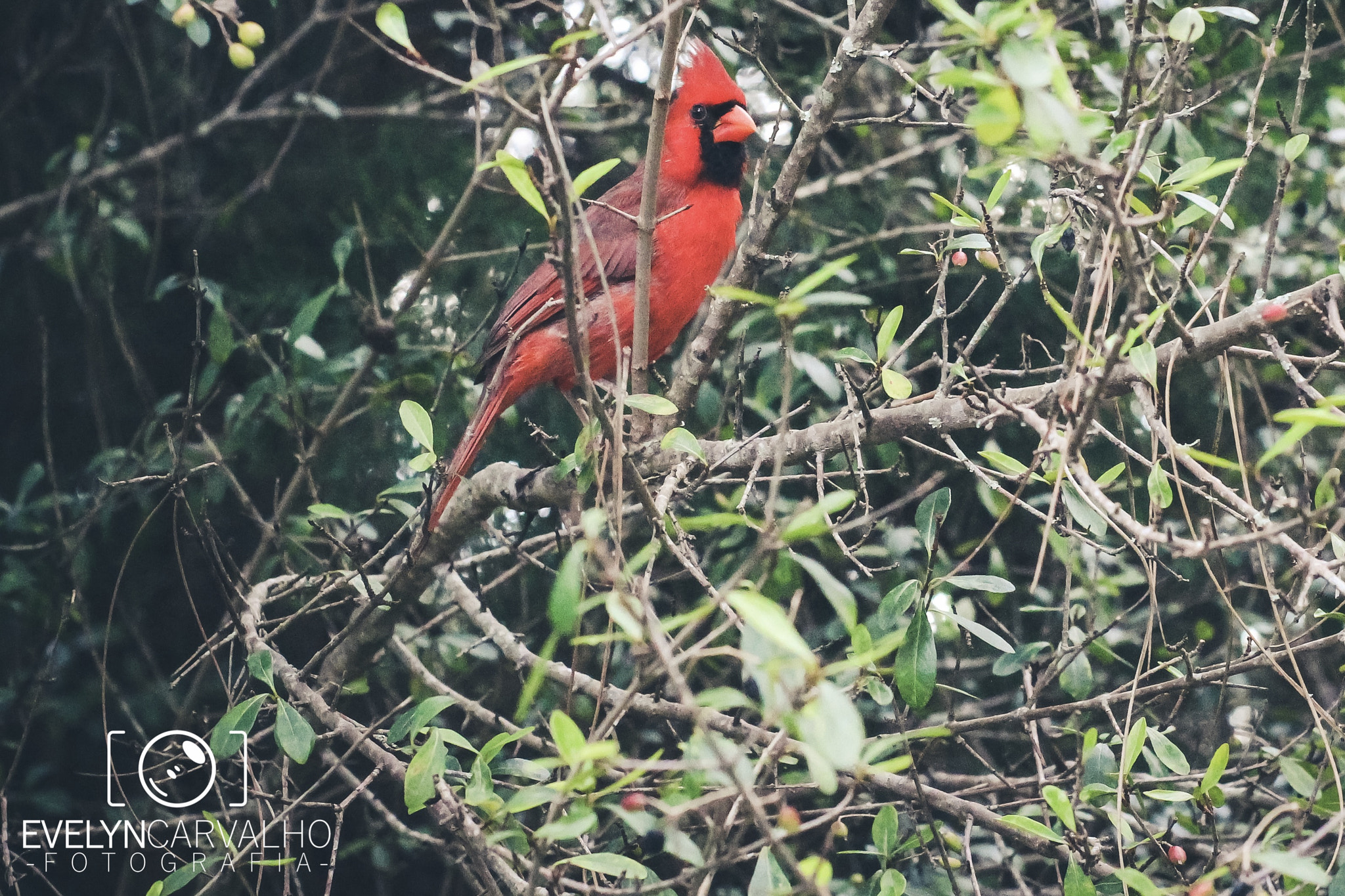Sigma A 24-105 mm f/4 DG OS HSM sample photo. Woodpecker photography
