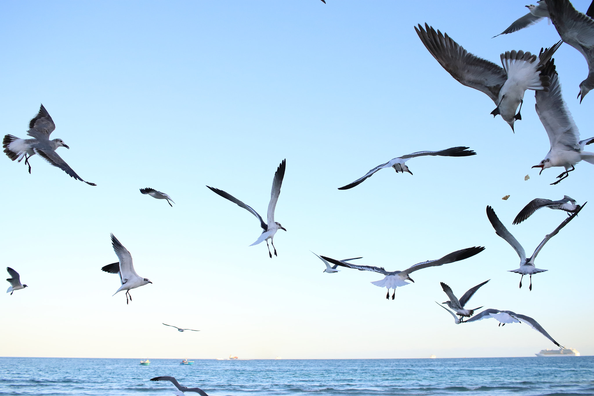 Canon EF-S 24mm F2.8 STM sample photo. Miami beach birds photography