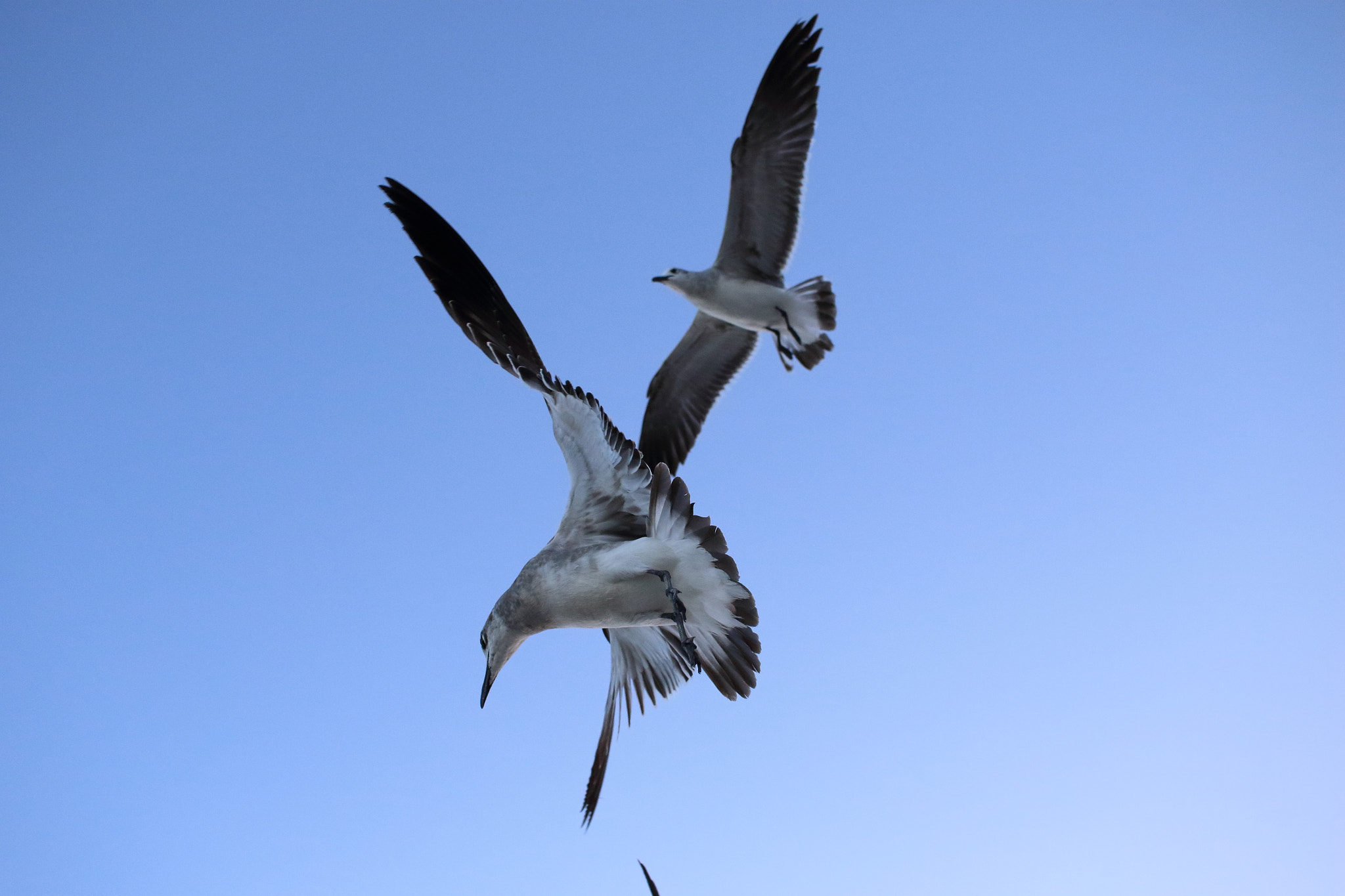 Canon EF-S 24mm F2.8 STM sample photo. Miami beach birds photography