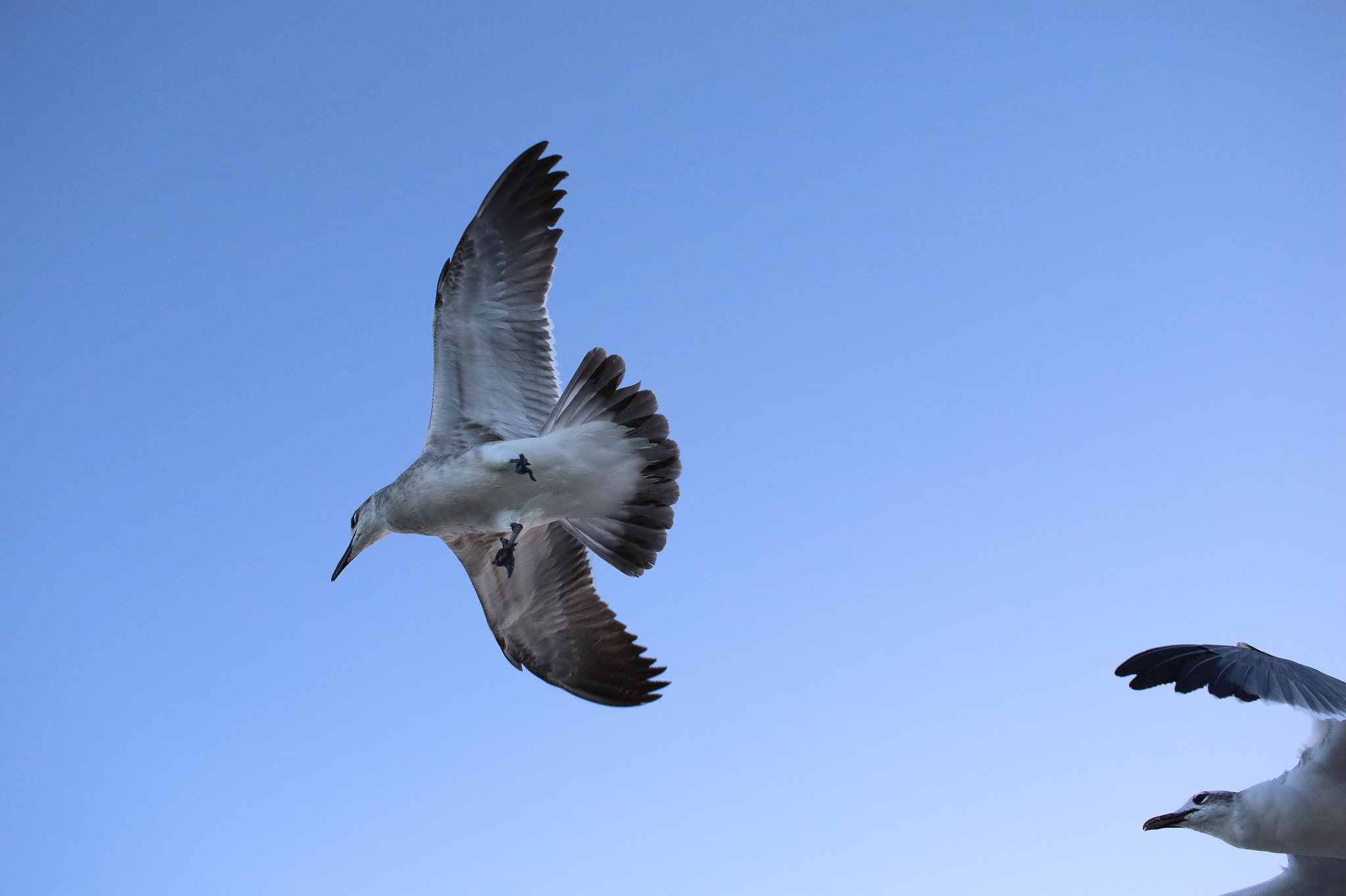 Canon EF-S 24mm F2.8 STM sample photo. Miami beach birds photography