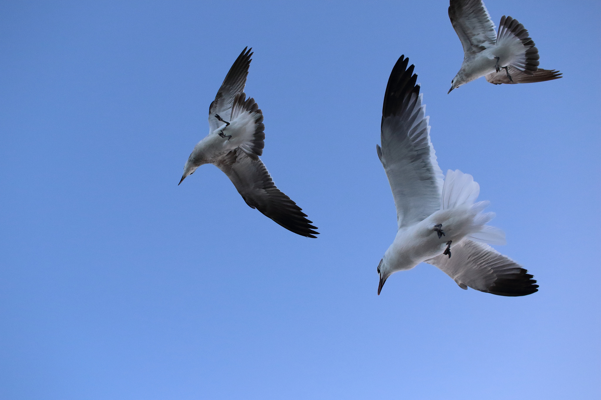 Canon EF-S 24mm F2.8 STM sample photo. Miami beach birds photography
