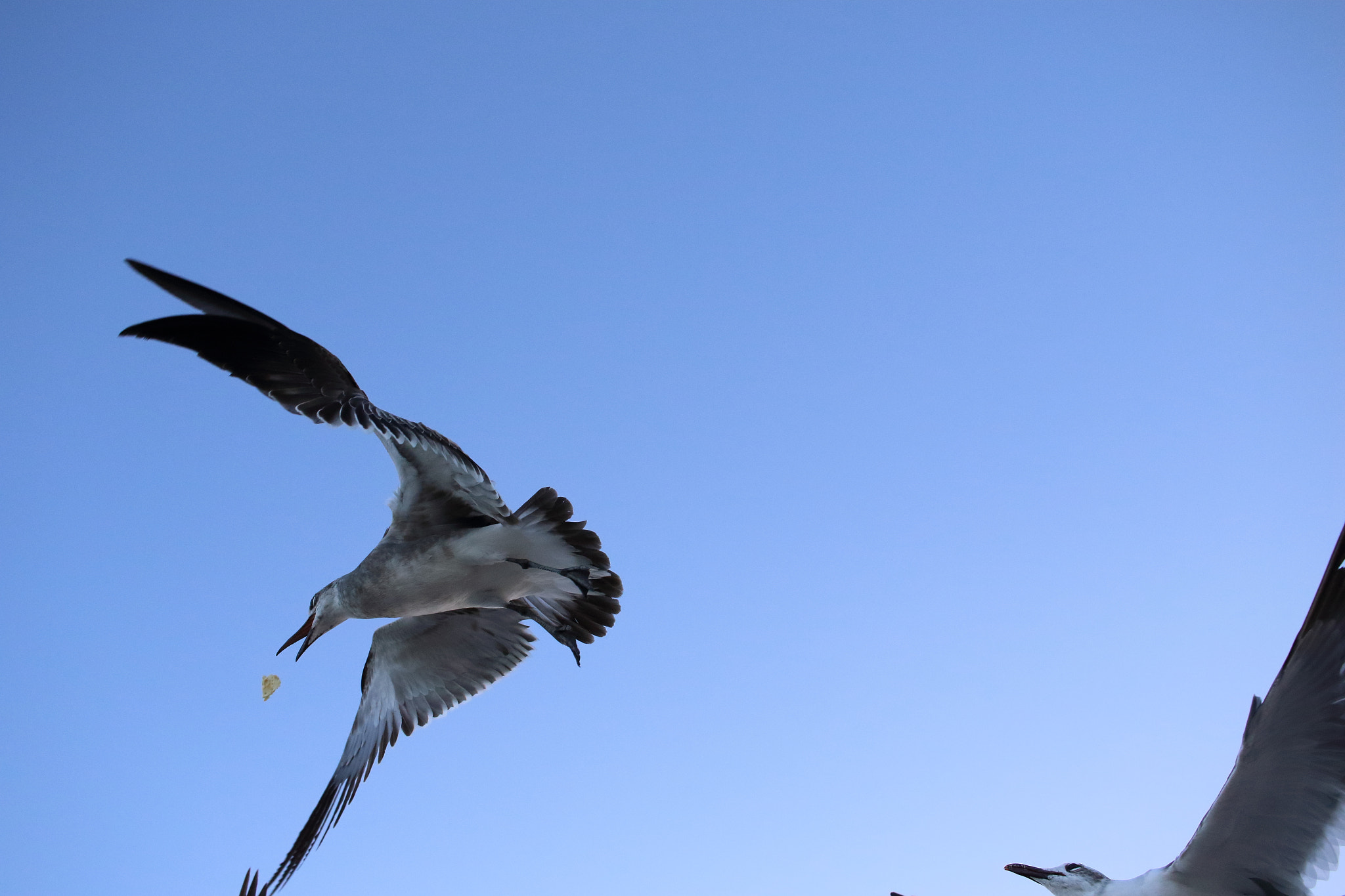 Canon EF-S 24mm F2.8 STM sample photo. Miami beach birds photography