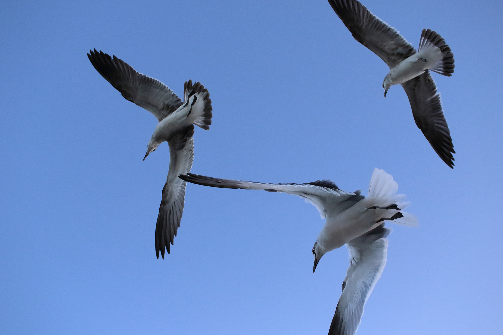 Canon EF-S 24mm F2.8 STM sample photo. Miami beach birds photography