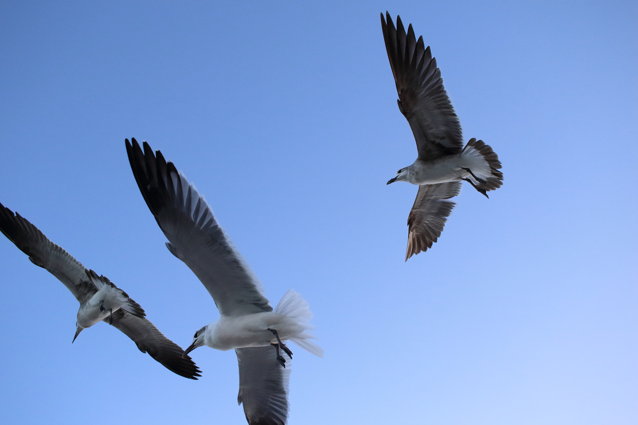 Canon EF-S 24mm F2.8 STM sample photo. Miami beach birds photography