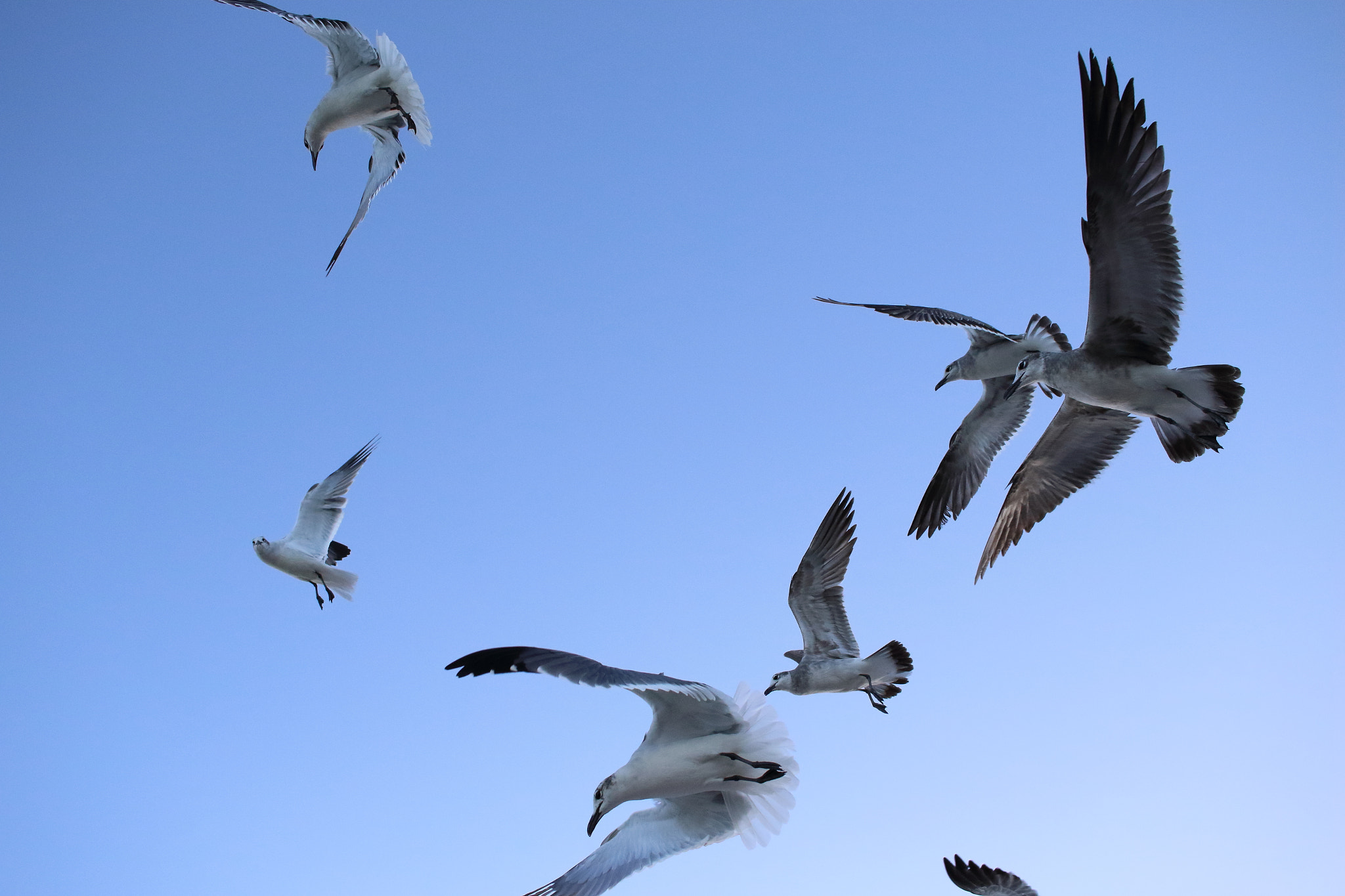 Canon EF-S 24mm F2.8 STM sample photo. Miami beach birds photography