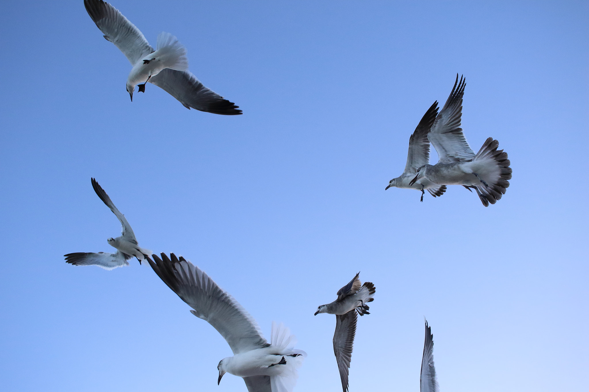 Canon EF-S 24mm F2.8 STM sample photo. Miami beach birds photography