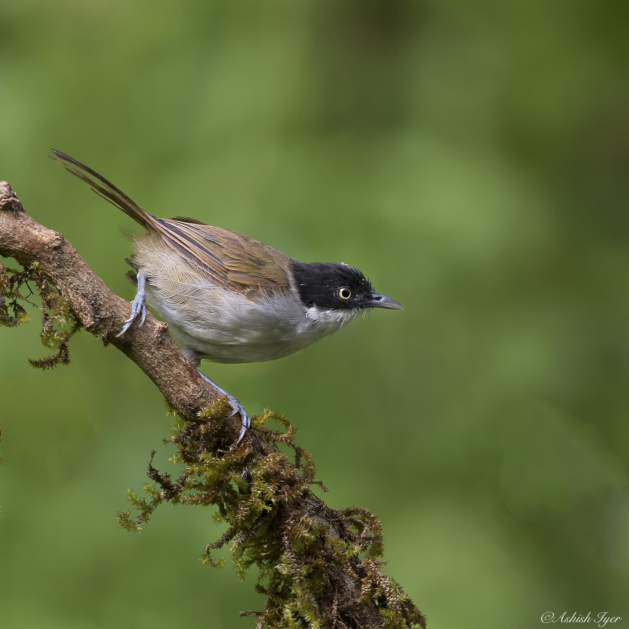 Canon EF 500mm F4L IS II USM sample photo. Dark fronted babbler photography